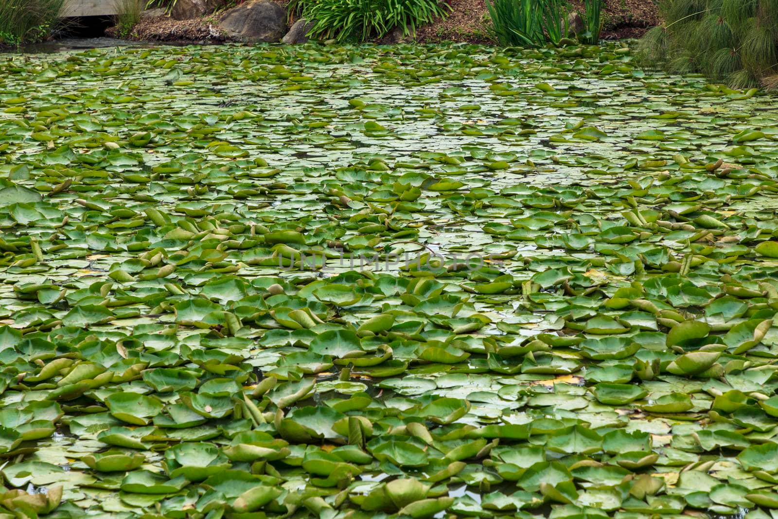 Green water lilies on a large garden pond by WittkePhotos