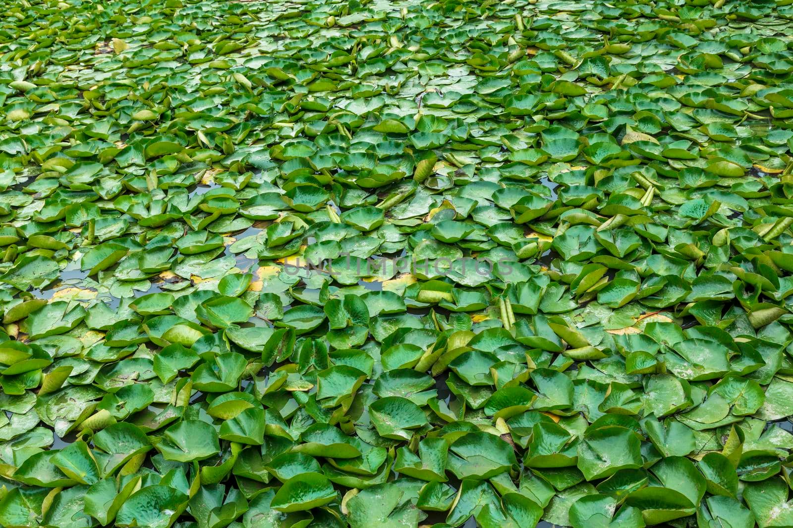 Green water lilies floating on a large garden pond