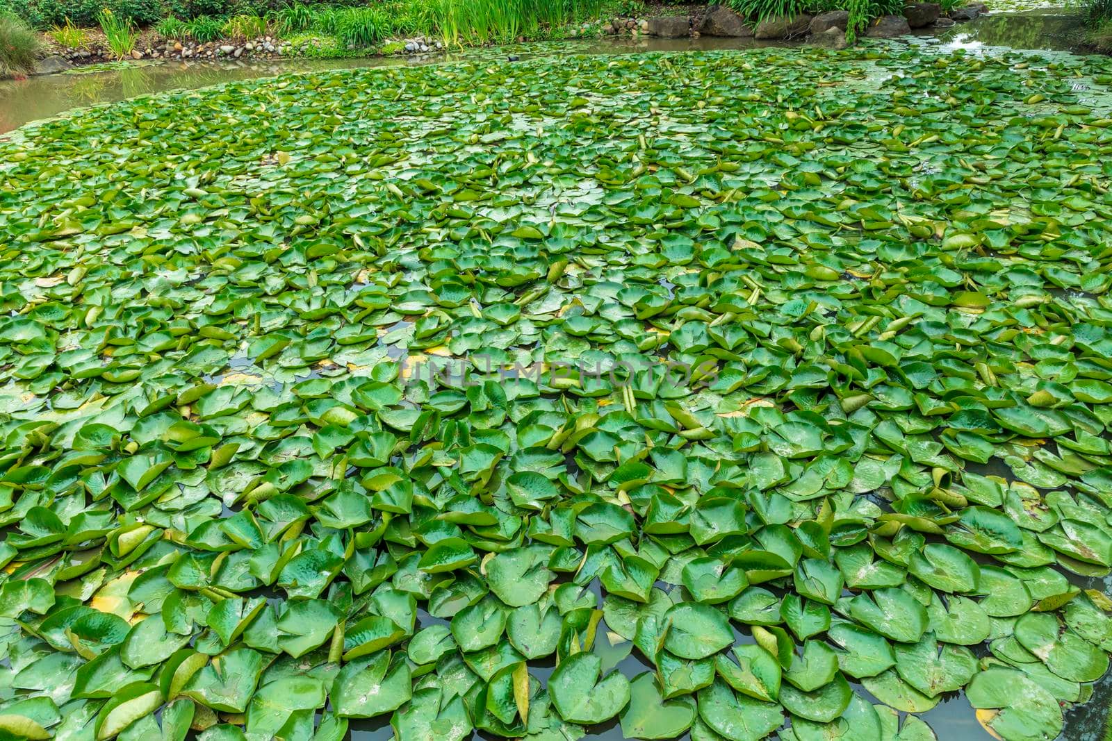 Green water lilies floating on a large garden pond