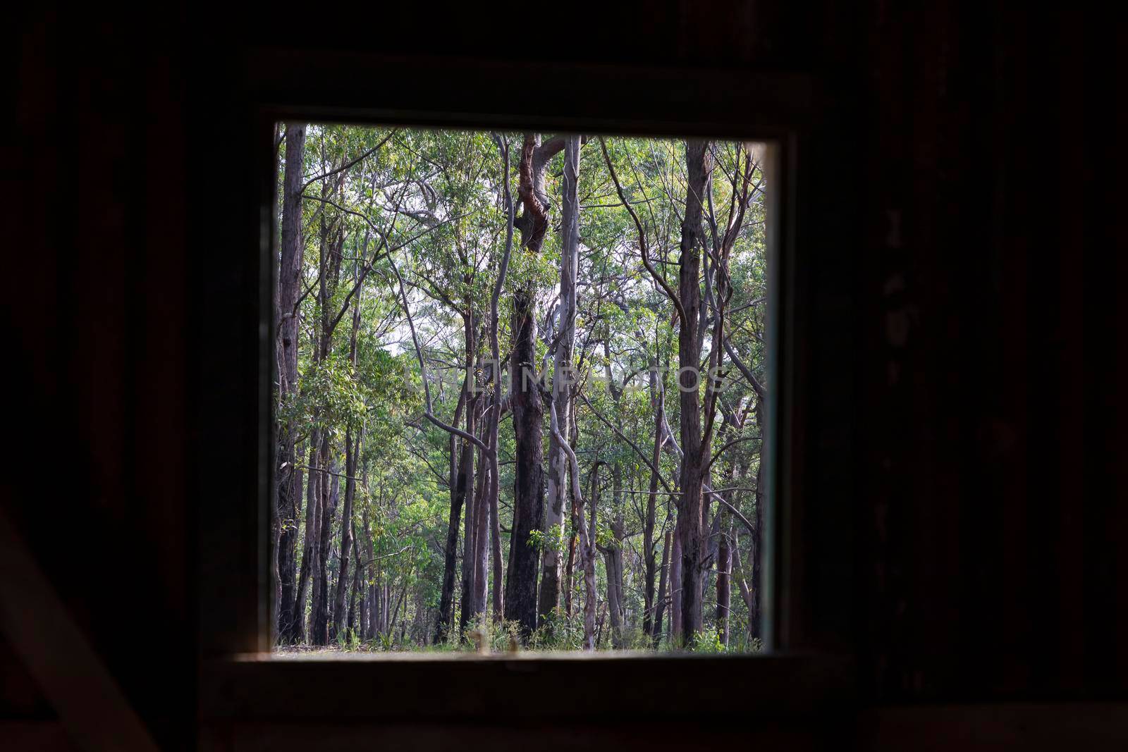 Inside an old building looking out the window at a forest by WittkePhotos