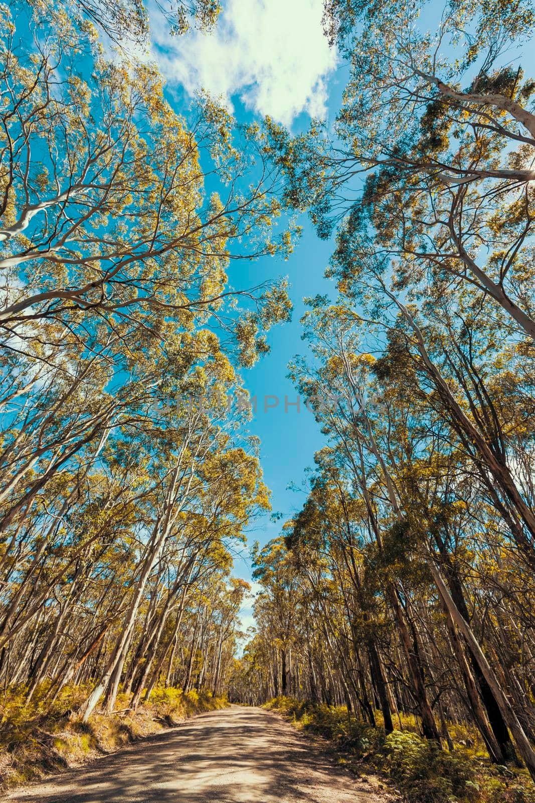 Looking up through a tree canopy into blue sky in regional Australia by WittkePhotos