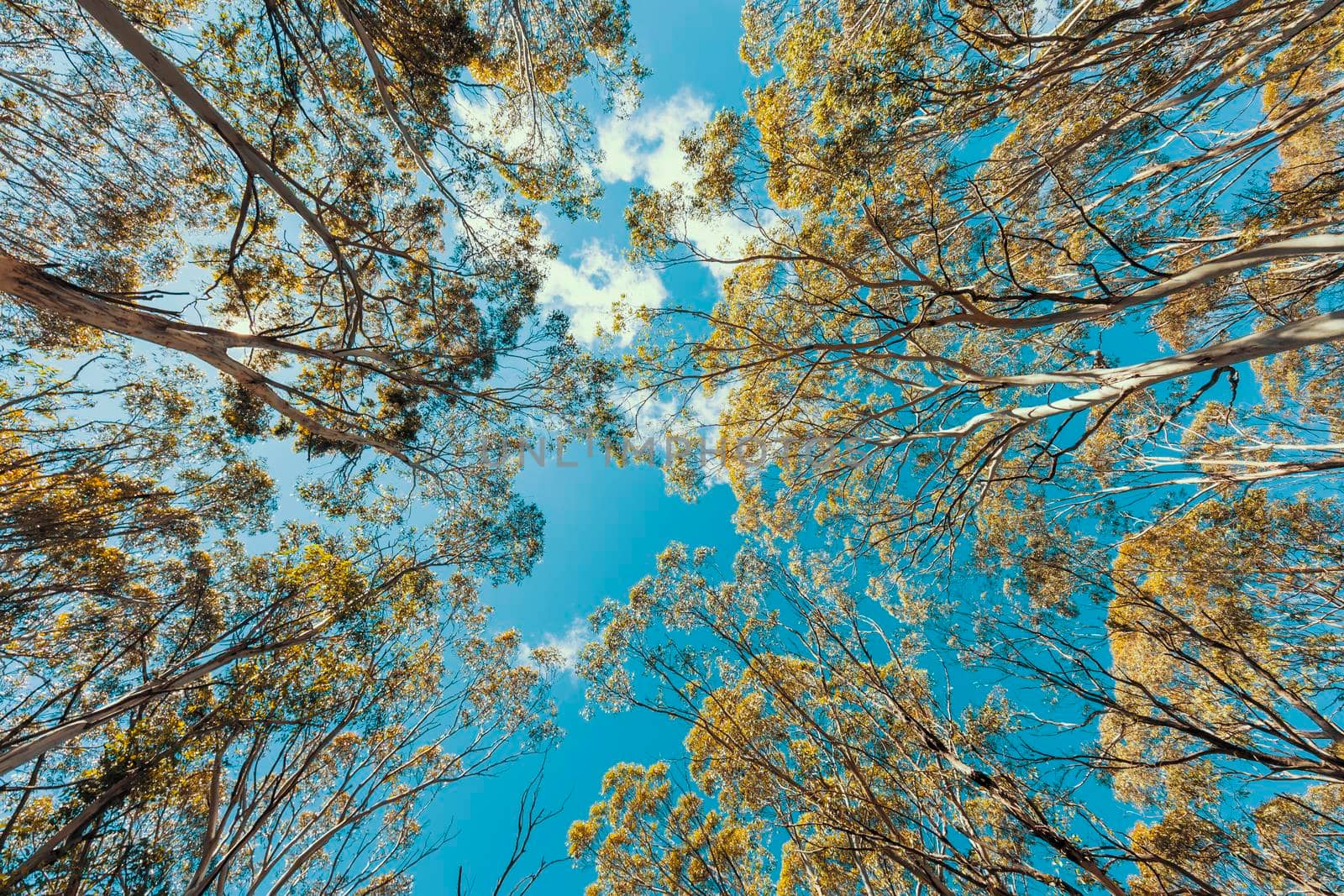 Looking up through a tree canopy into blue sky in a forest of gum trees in regional Australia