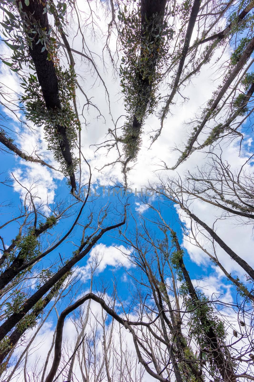 Looking up through a tree canopy into blue sky in regional Australia by WittkePhotos