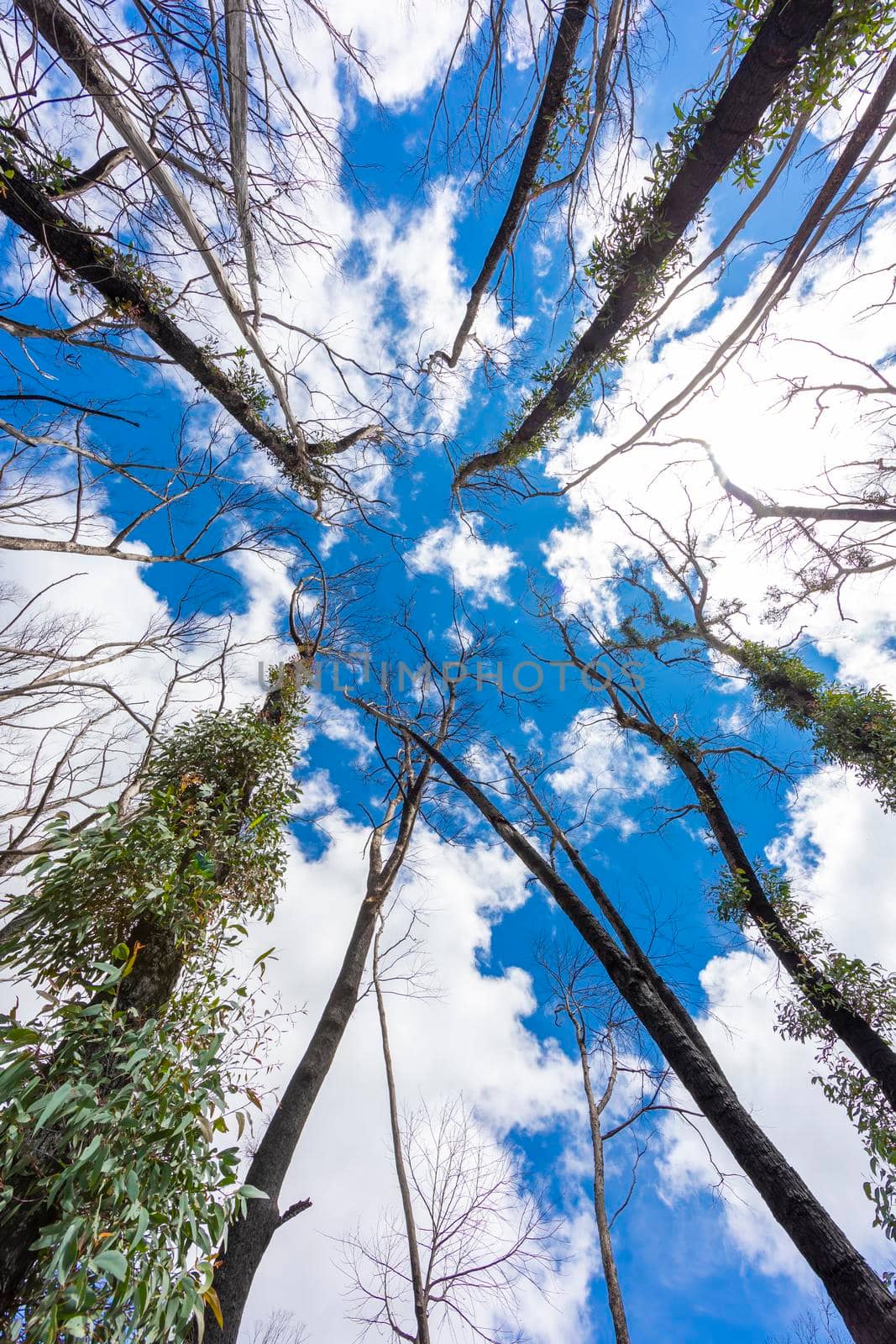 Looking up through a tree canopy into blue sky in a forest of gum trees in regional Australia