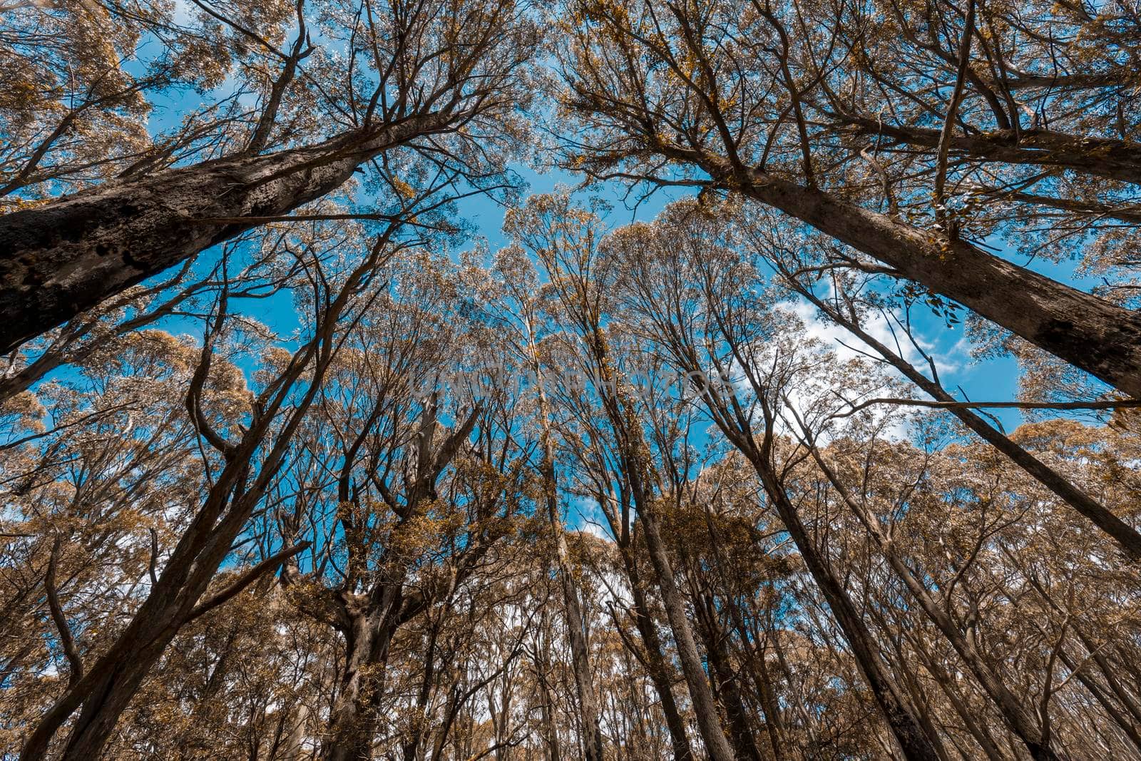 Looking up through a tree canopy into blue sky in regional Australia by WittkePhotos