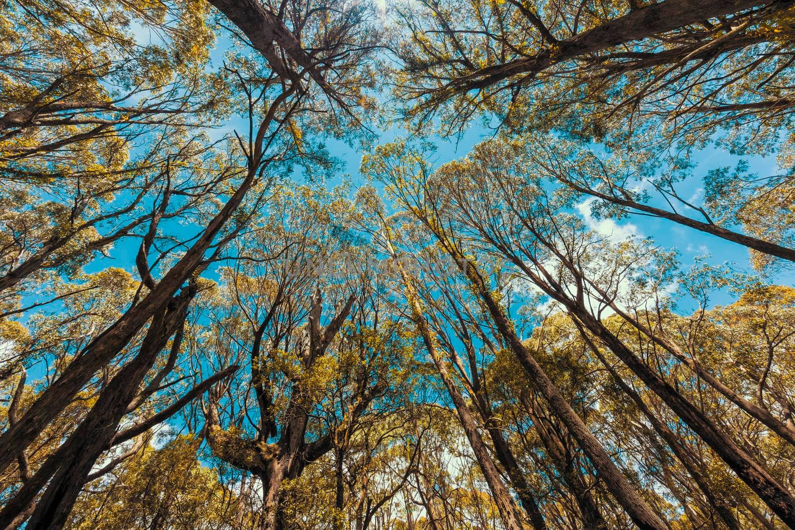 Looking up through a tree canopy into blue sky in a forest of gum trees in regional Australia