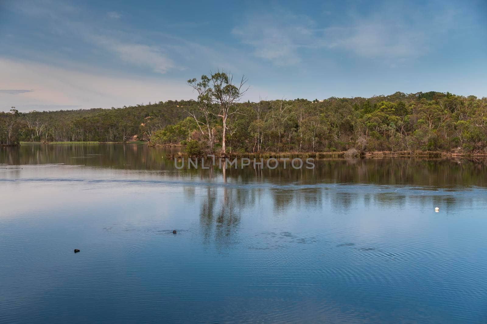 The Barossa Reservoir water supply with trees in the background and ducks in the foreground by WittkePhotos
