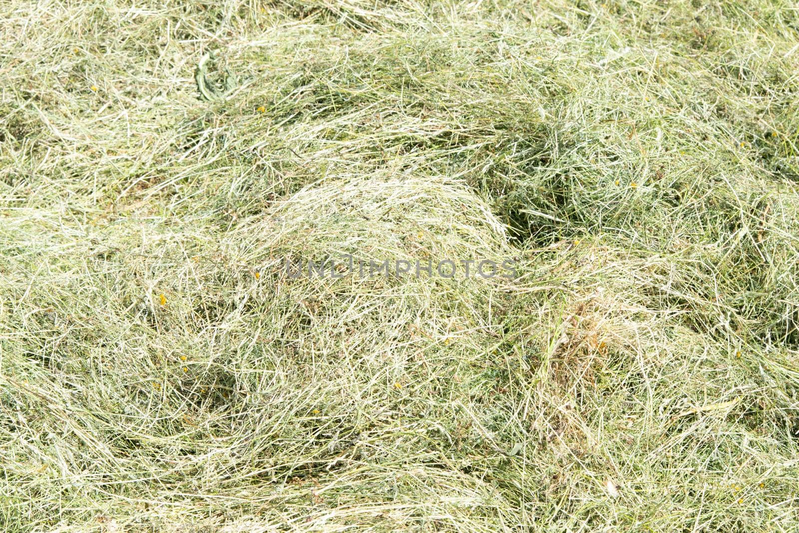 Hay texture. Hay bales are stacked in large stacks. Harvesting in agriculture.