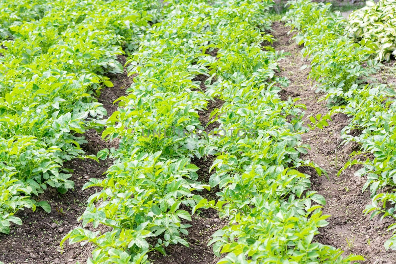 Potato plant beds on a farm at sunrise. Young potato plant growing on the soil. Potato bush in the garden. Healthy young potato plant in organic garden by uspmen