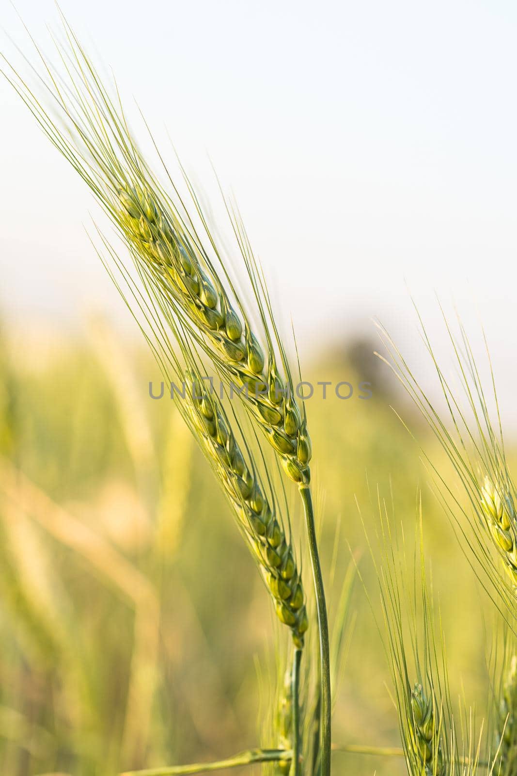 Barley grain hardy cereal growing in field by stoonn