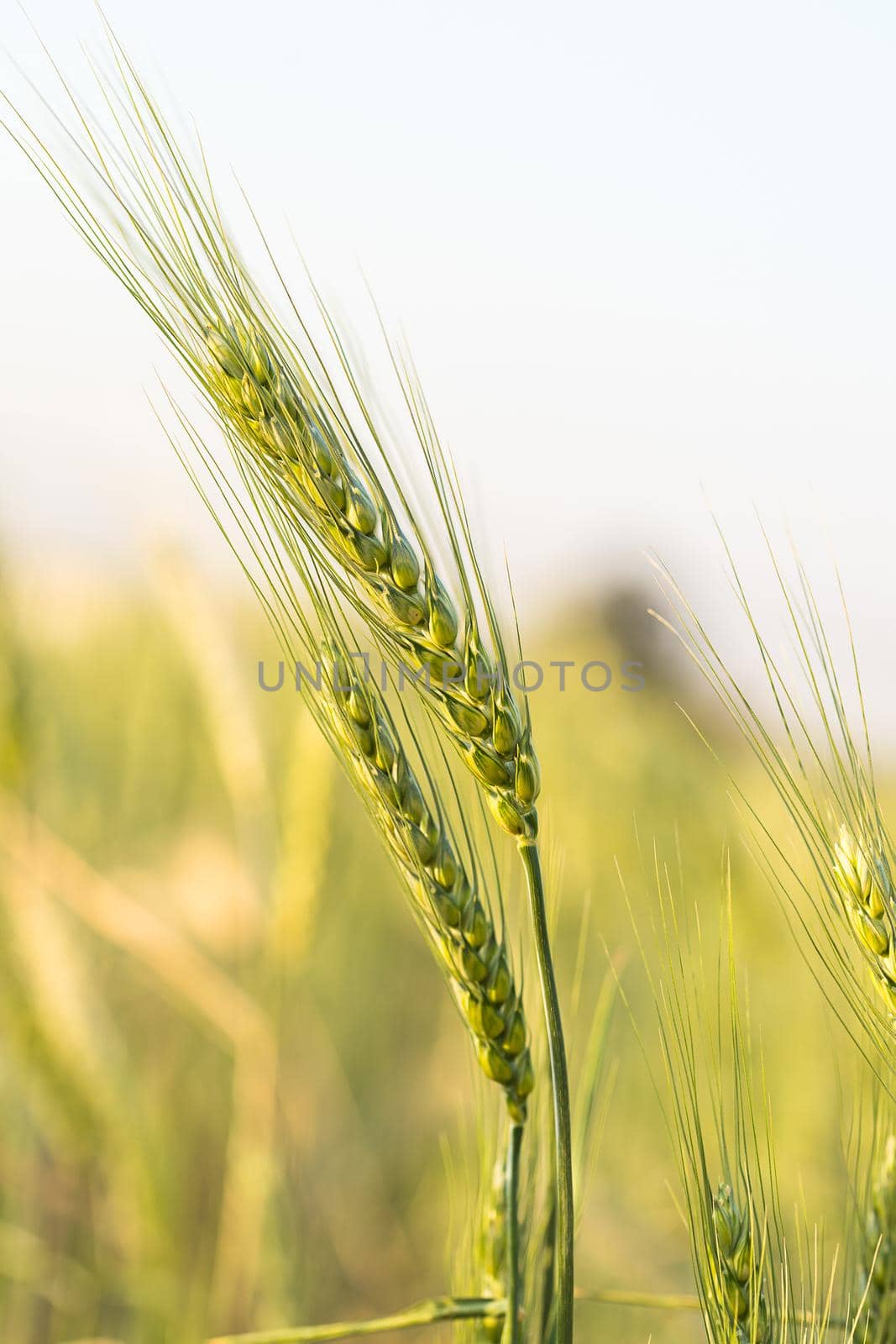 Barley grain hardy cereal that has coarse bristles extending from the ears chiefly for use in brewing and for flour