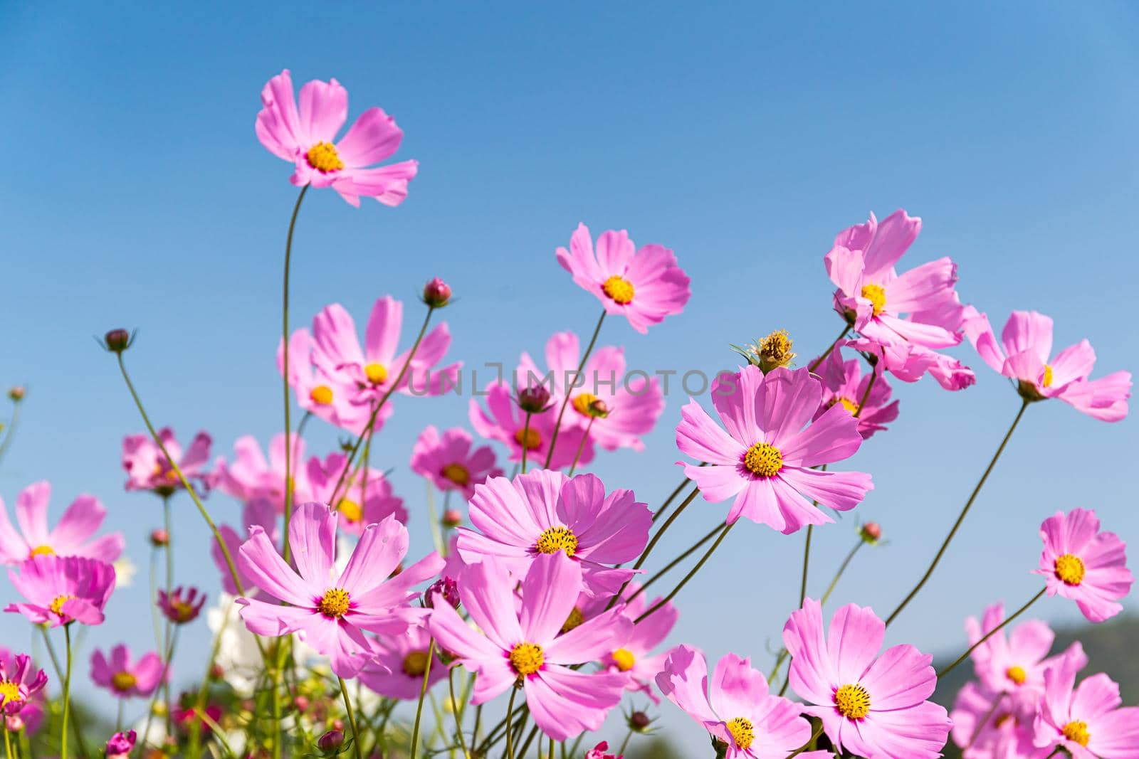 Field of blooming pink cosmos flowers in Thailand