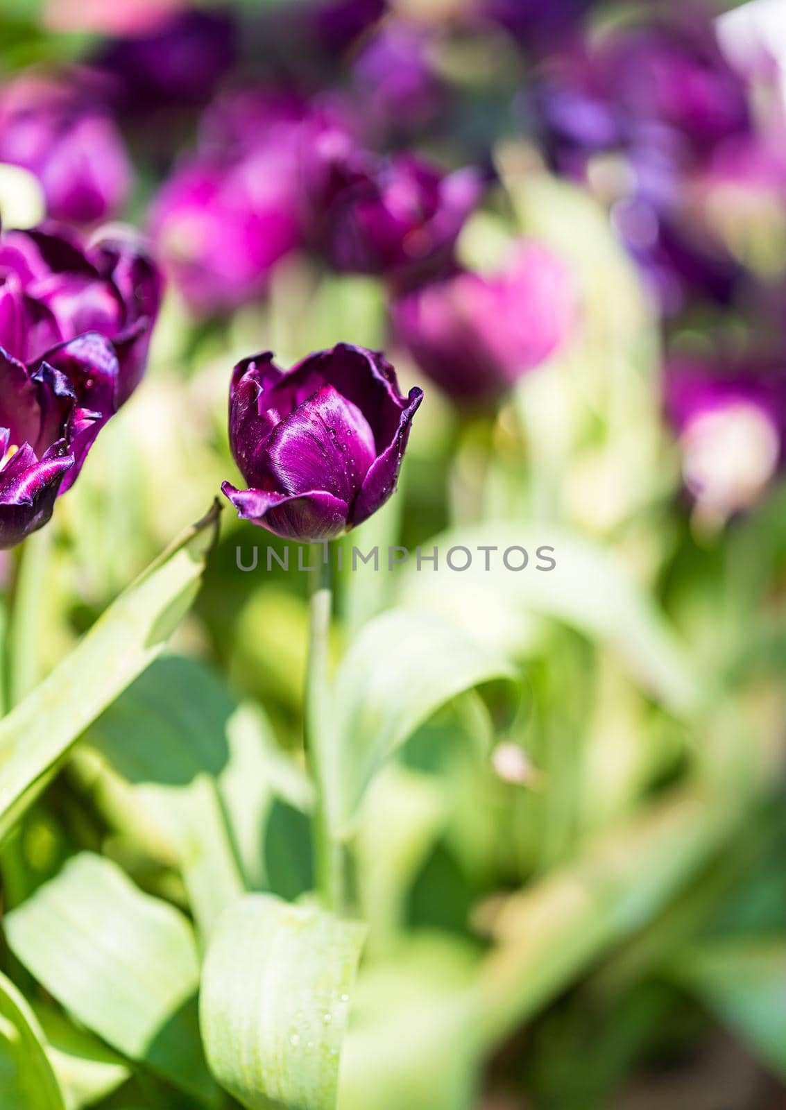 Close up purple tulips blooming in the flower garden