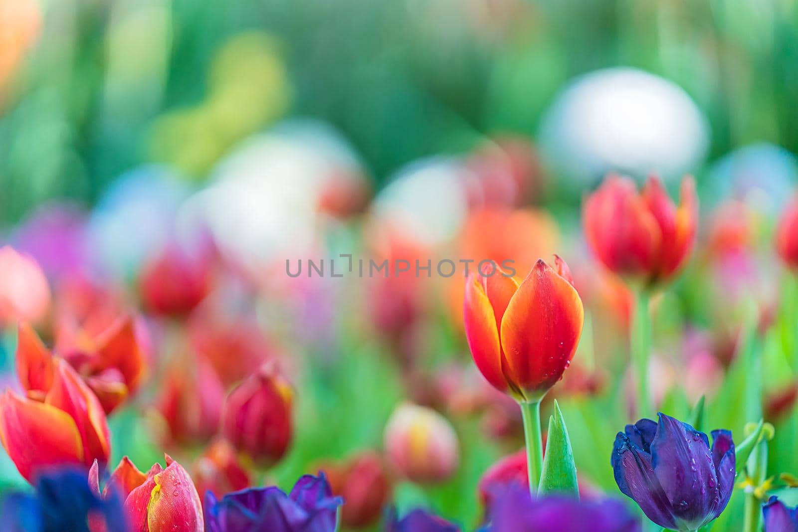 Close up red and purple tulips blooming in the flower garden