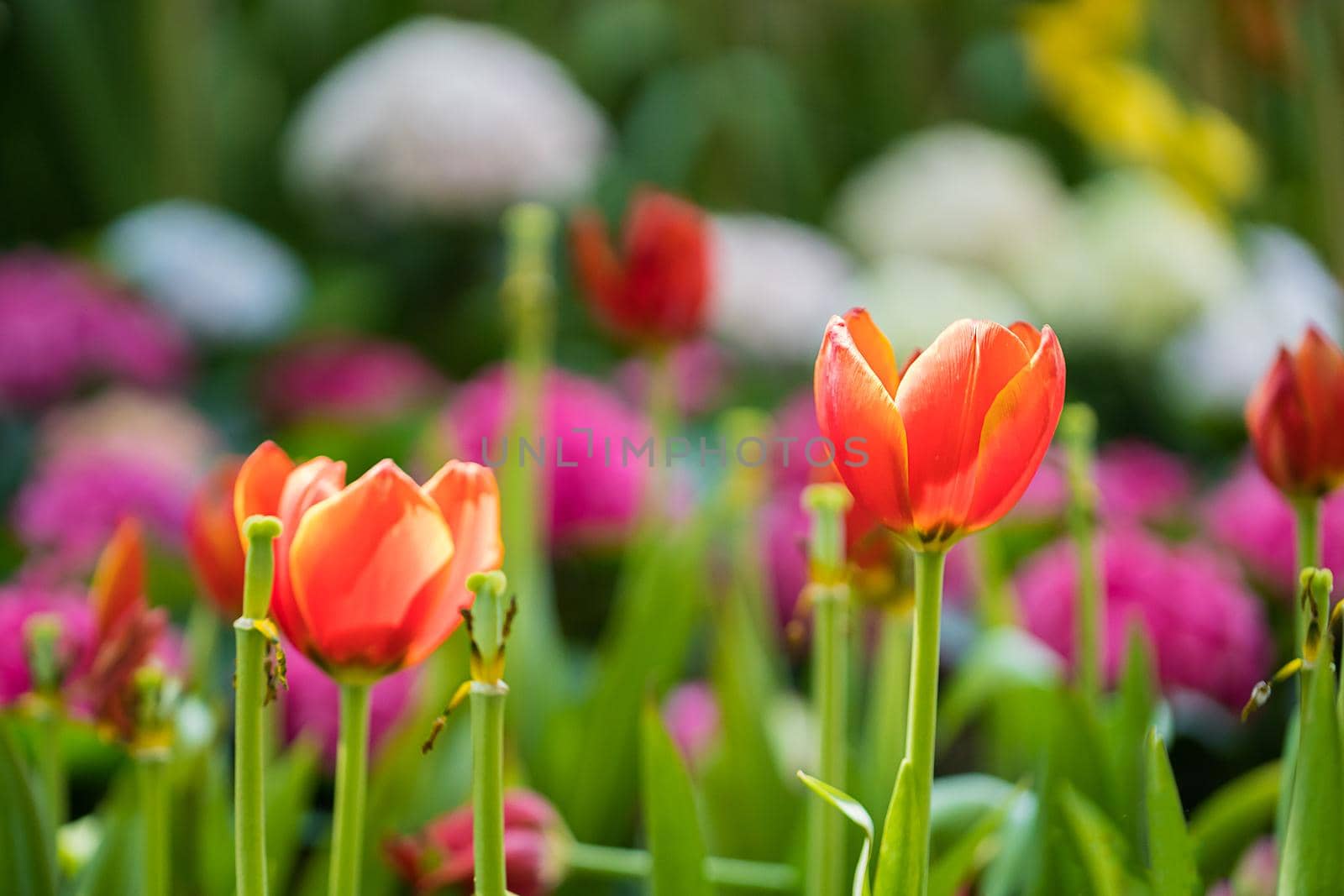 Close up red tulips blooming in the flower garden