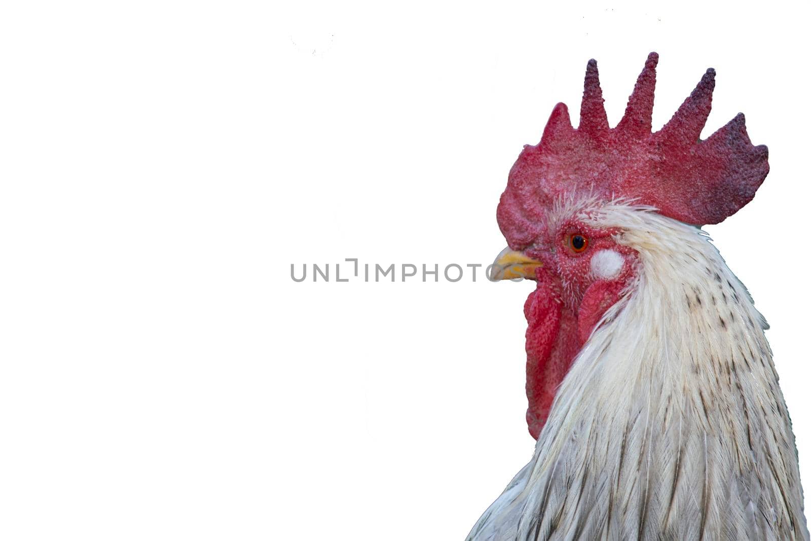 Portrait. Isolate on white background.