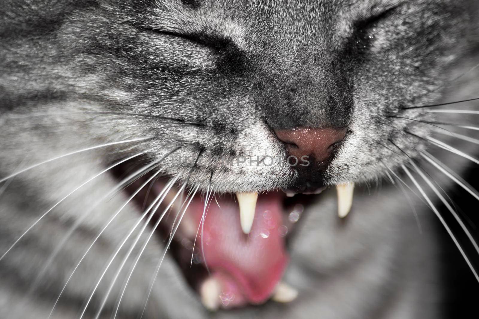 Opened his mouth baring his teeth and yawning.