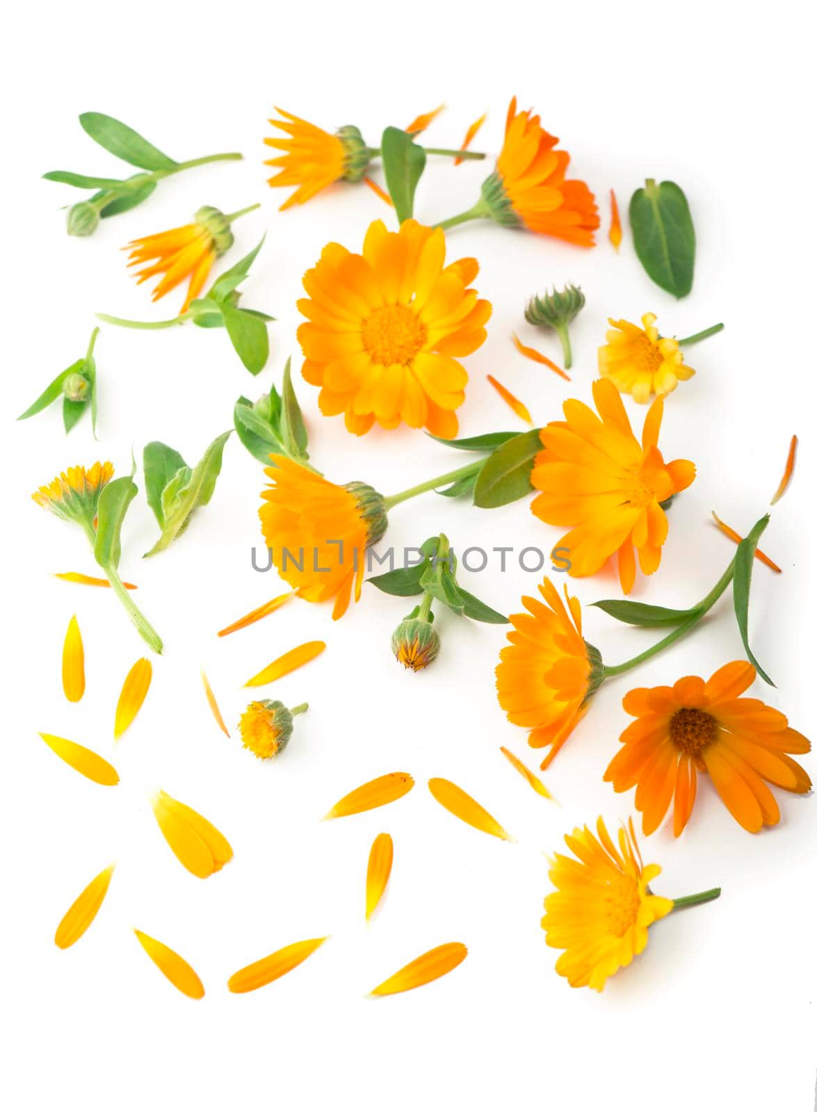 Calendula. Marigold flower isolated on white background with copy space for your text. Top view