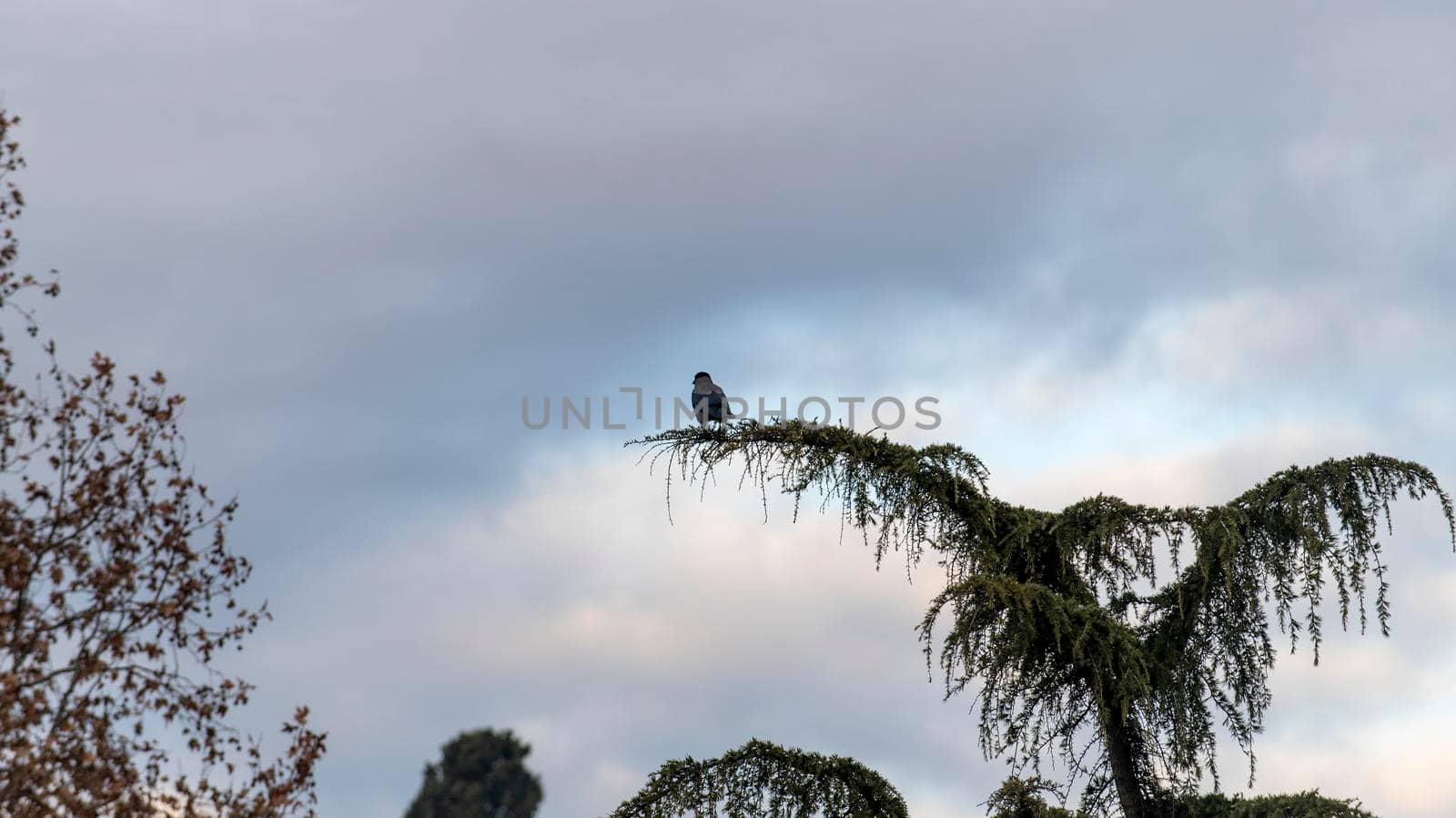 pigeon on the tip of a pine in the winter time