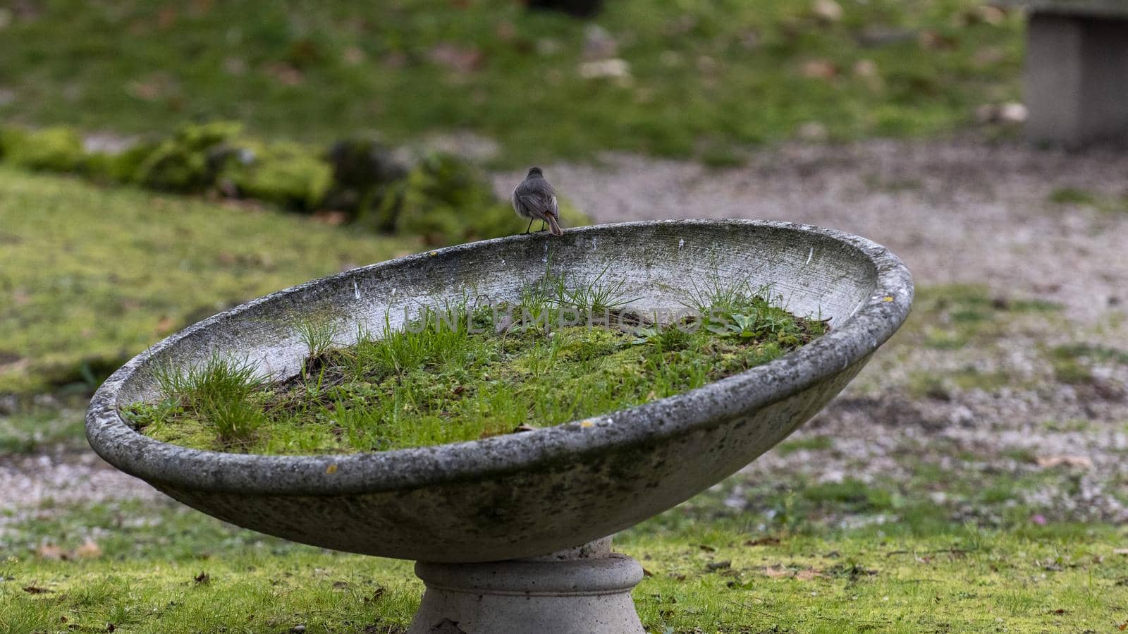 sparrow on a planter at the park in winter