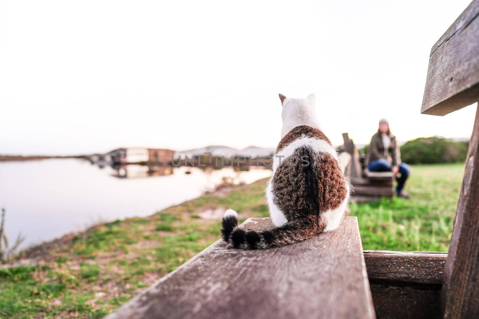 Close-up of a cat from behind sitting on a bench by a lake facing a blurred woman sitting in the background looking at him - Concept of cats as animals independent of humans - Selective focus on cat