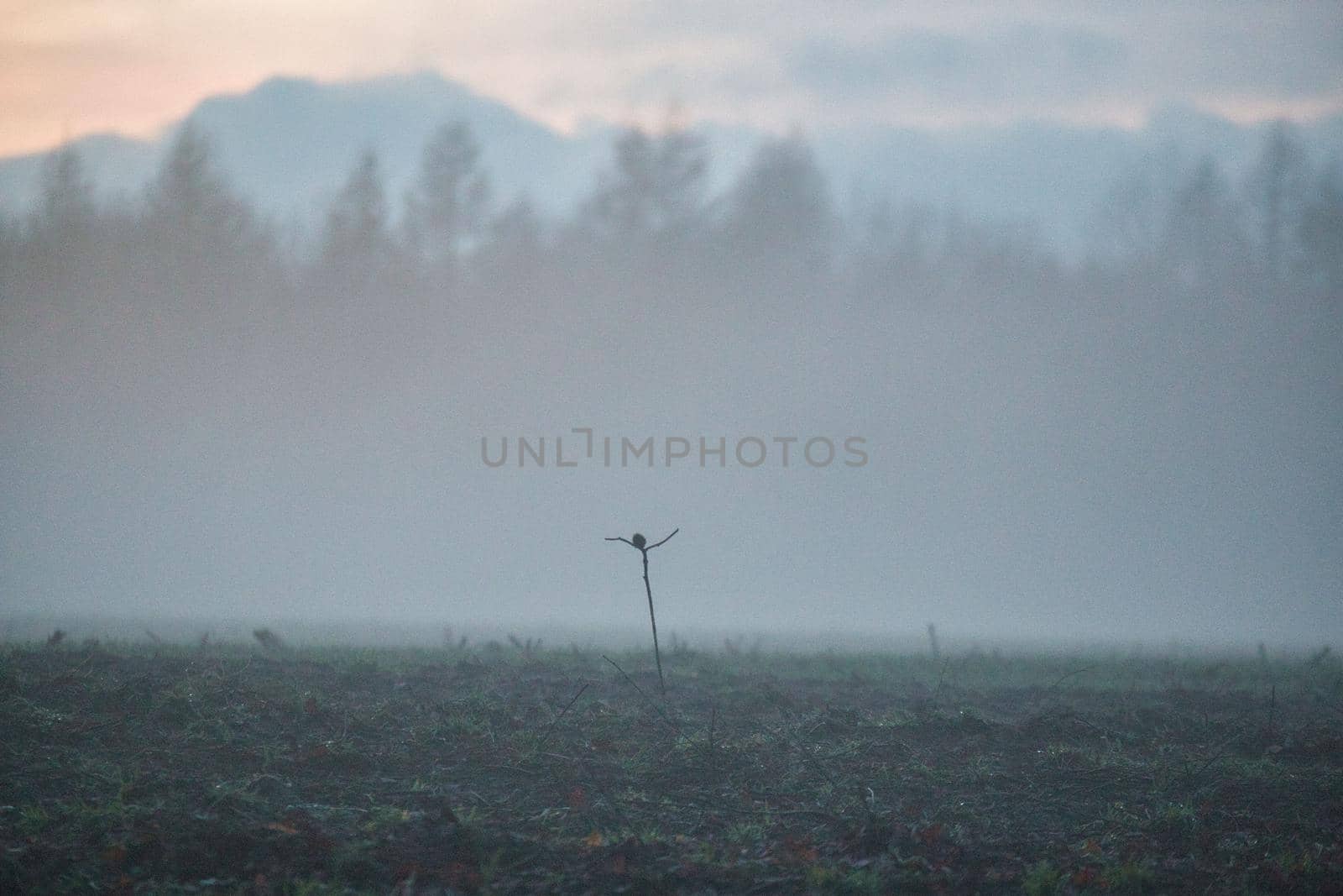 A landscape in the evening with fog and sunset