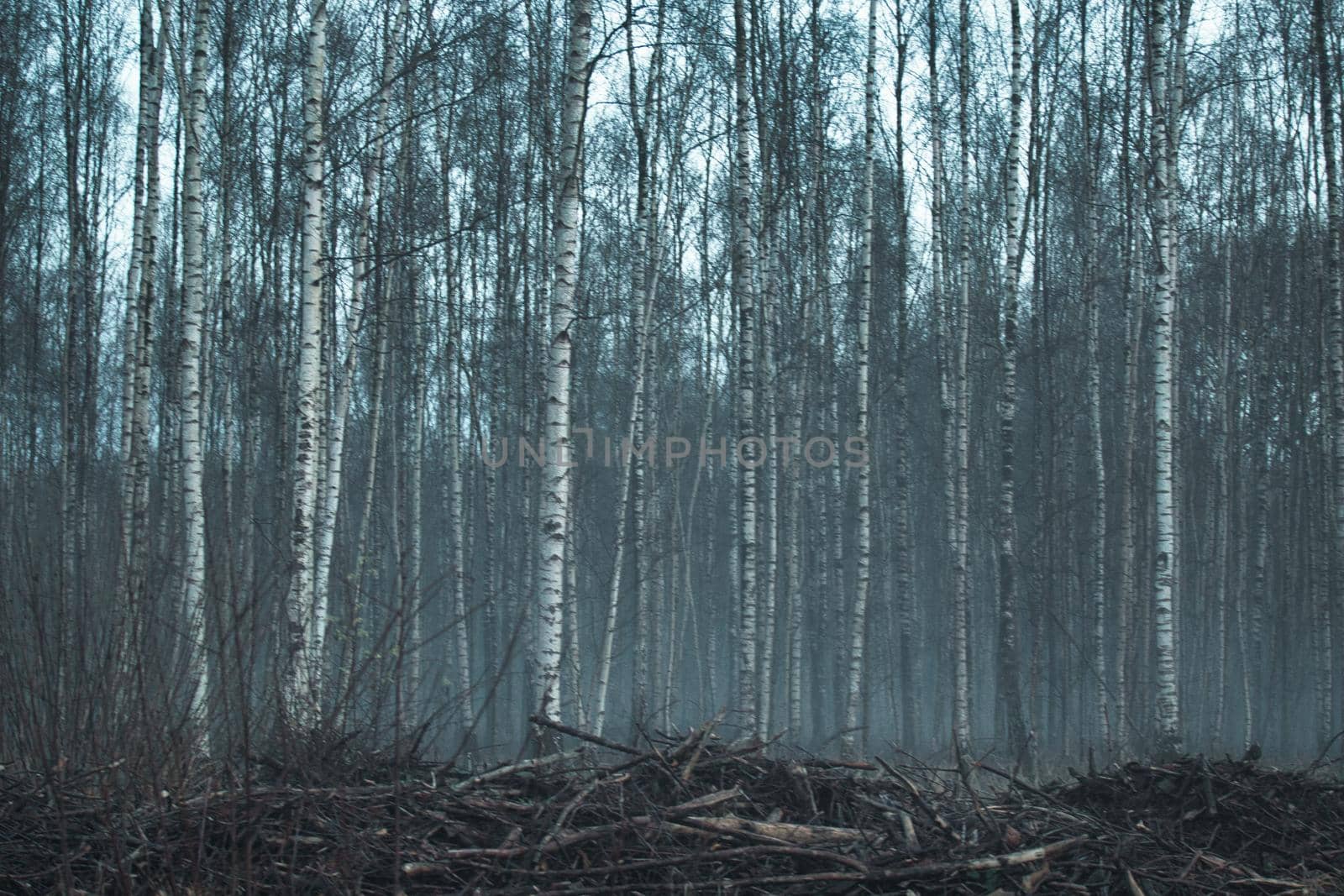 Birch grove in the fog as a close up