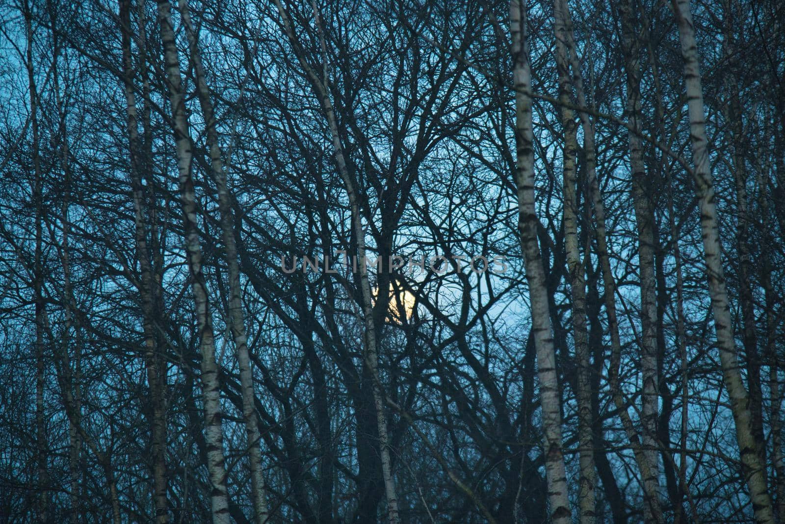 Birch grove in the fog as a close up