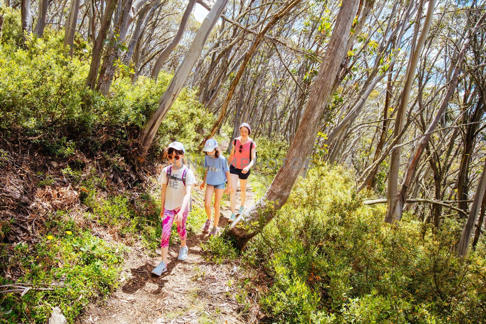 Mount Buller's Picnic Trail with family walking during summer in Victoria, Australia