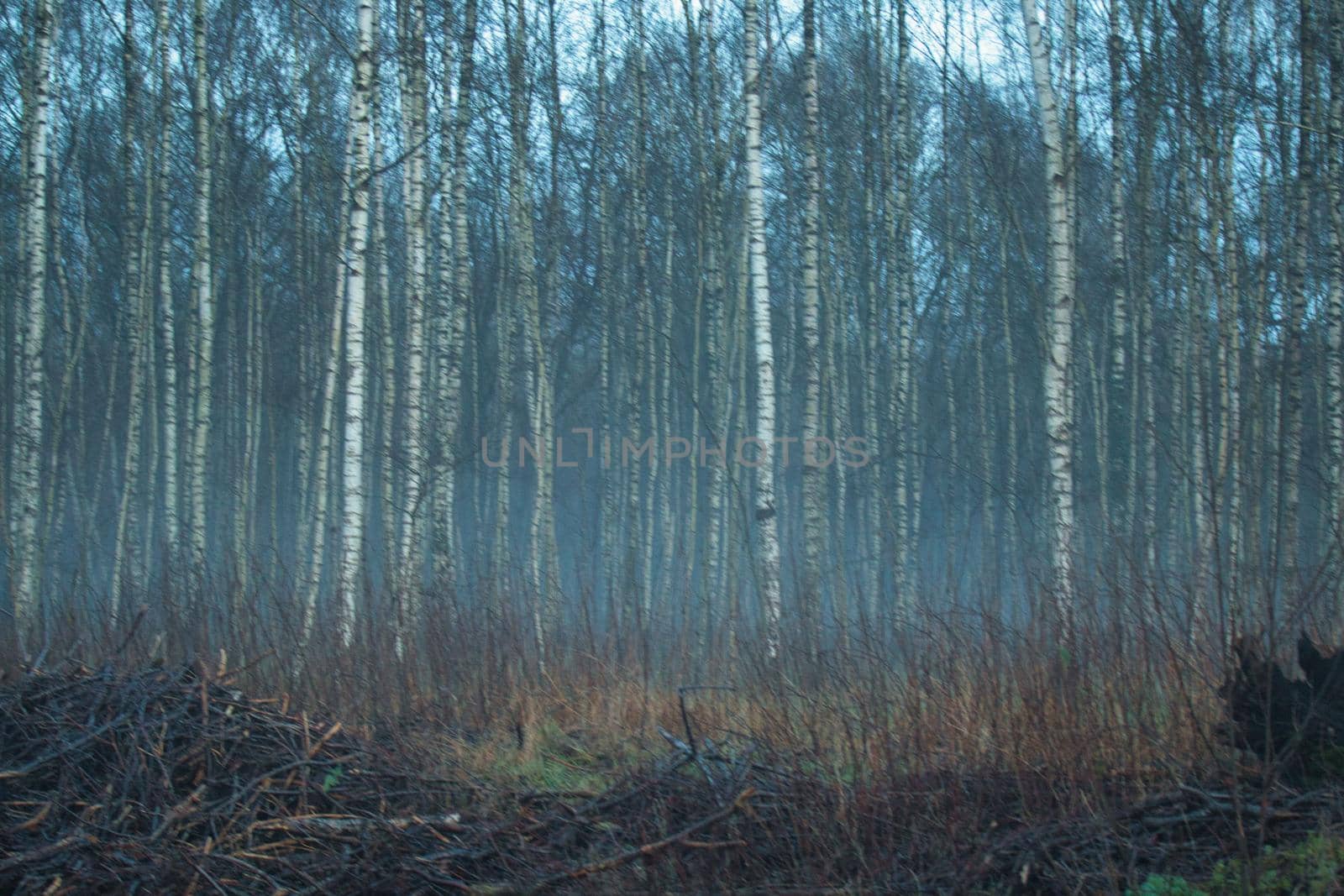 Birch grove in the fog in the late afternoon