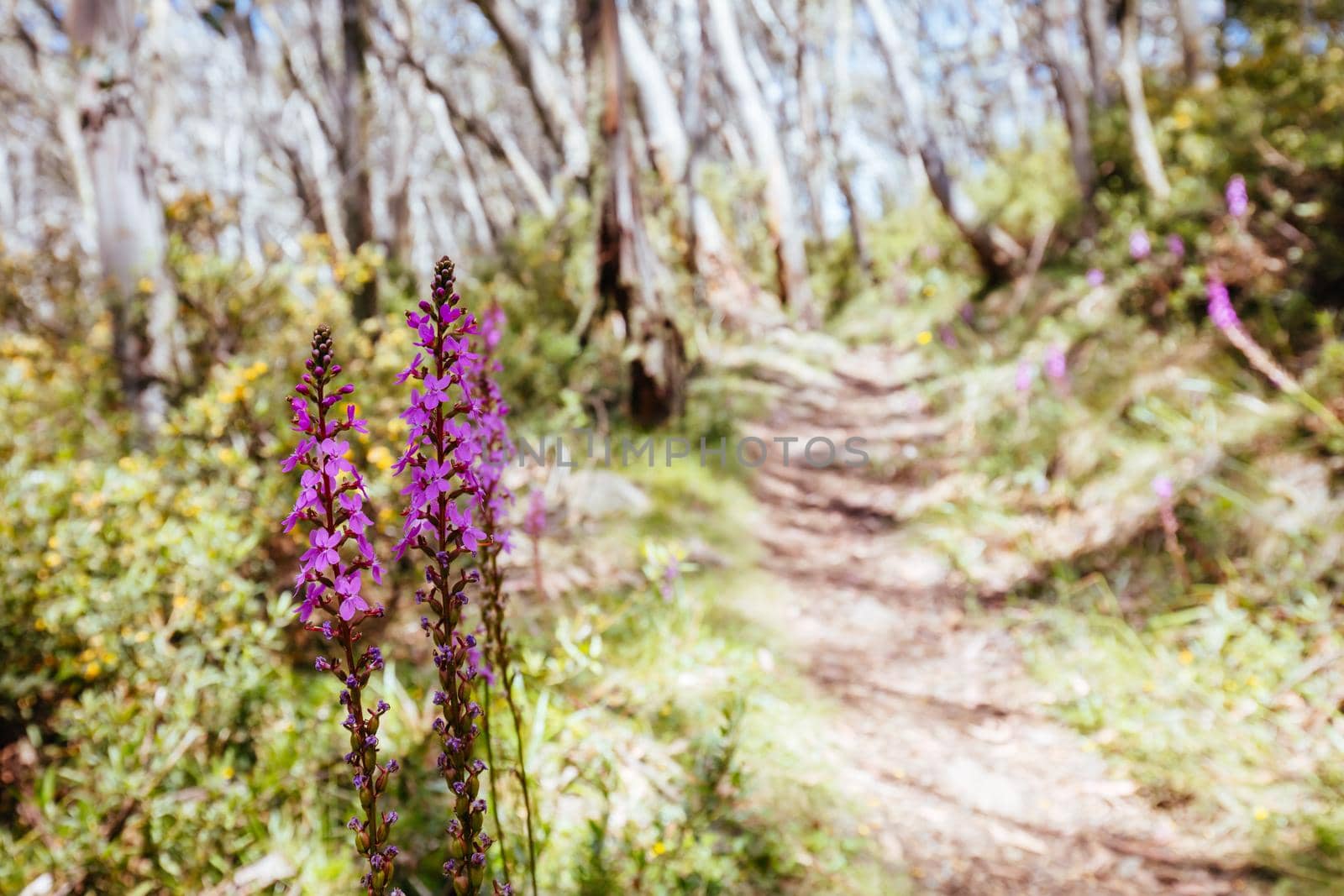 Mount Buller walking and biking trails with Trigger plants during summer in Victoria, Australia
