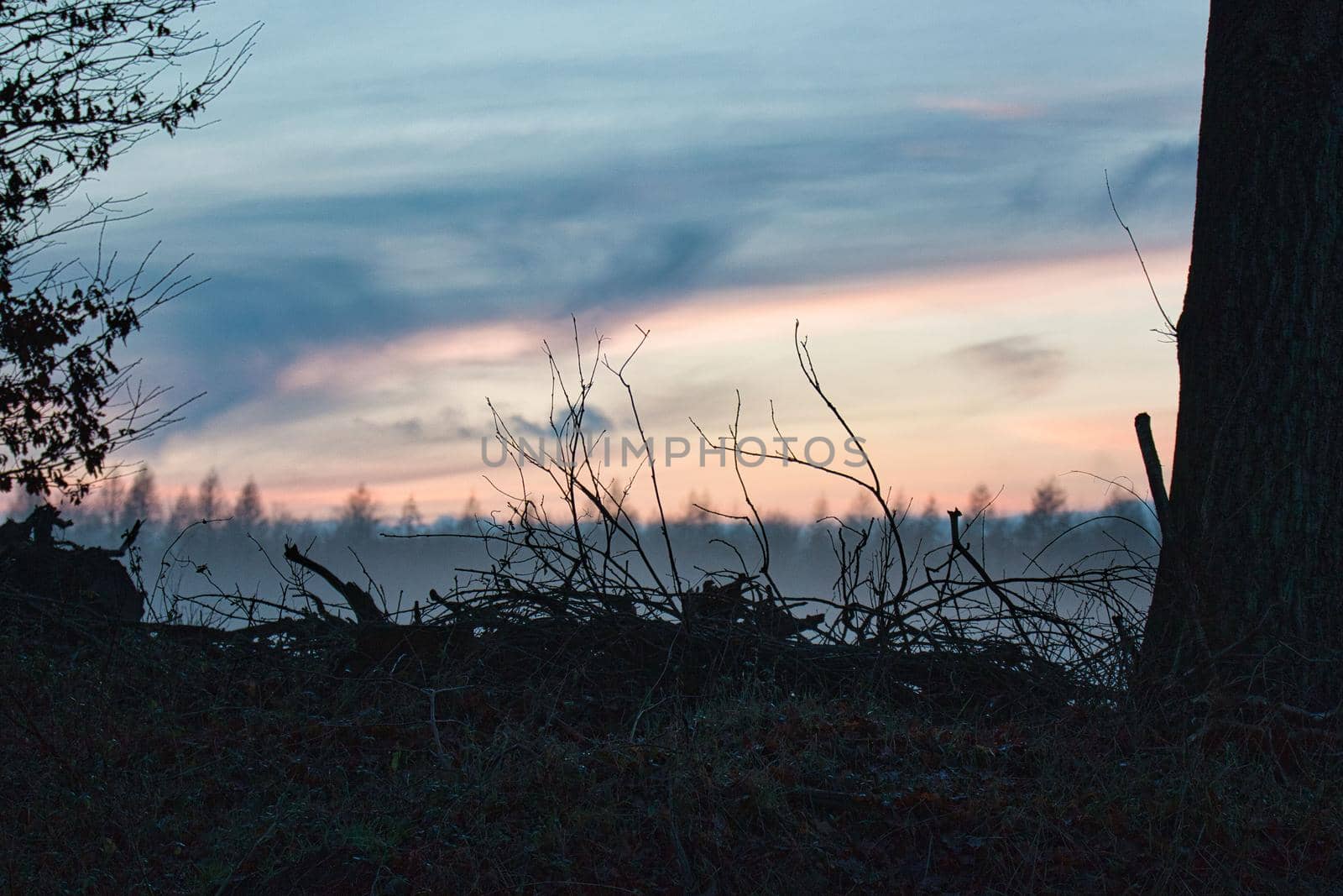 Shallow focus shot of a silhouette of branches and twigs at sunset