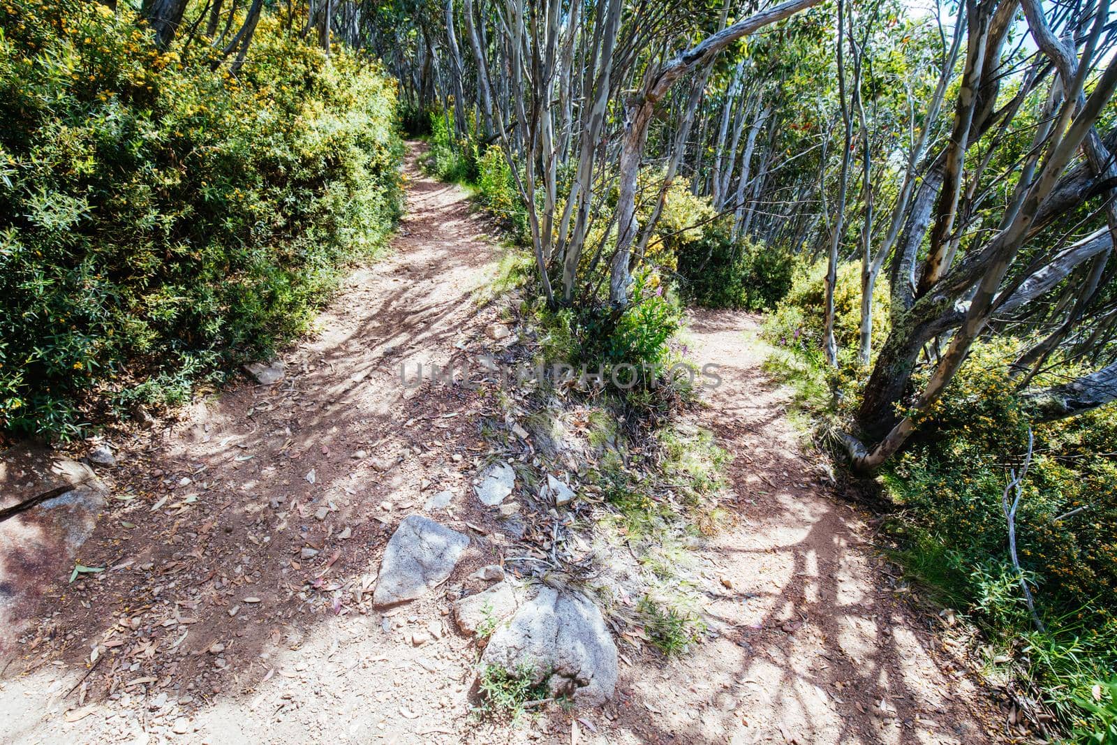 The famous Medusa trail during summer at Mt Buller in Victoria, Australia