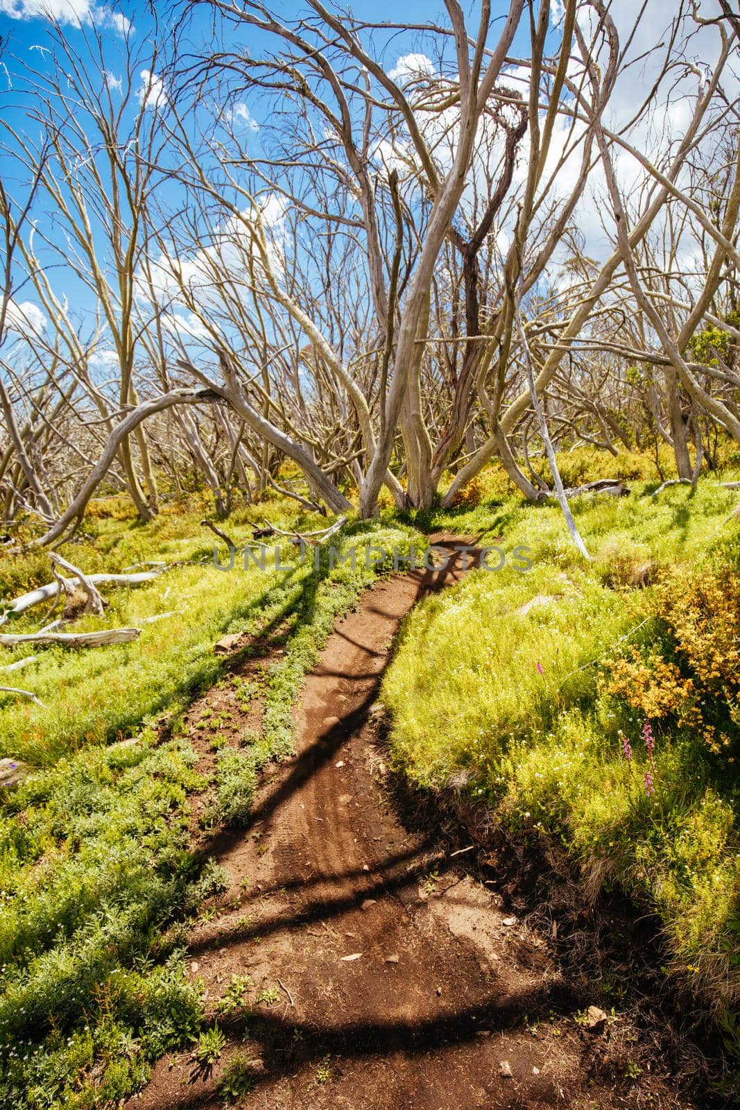 Misty Twist trail during summer at Mt Buller in Victoria, Australia