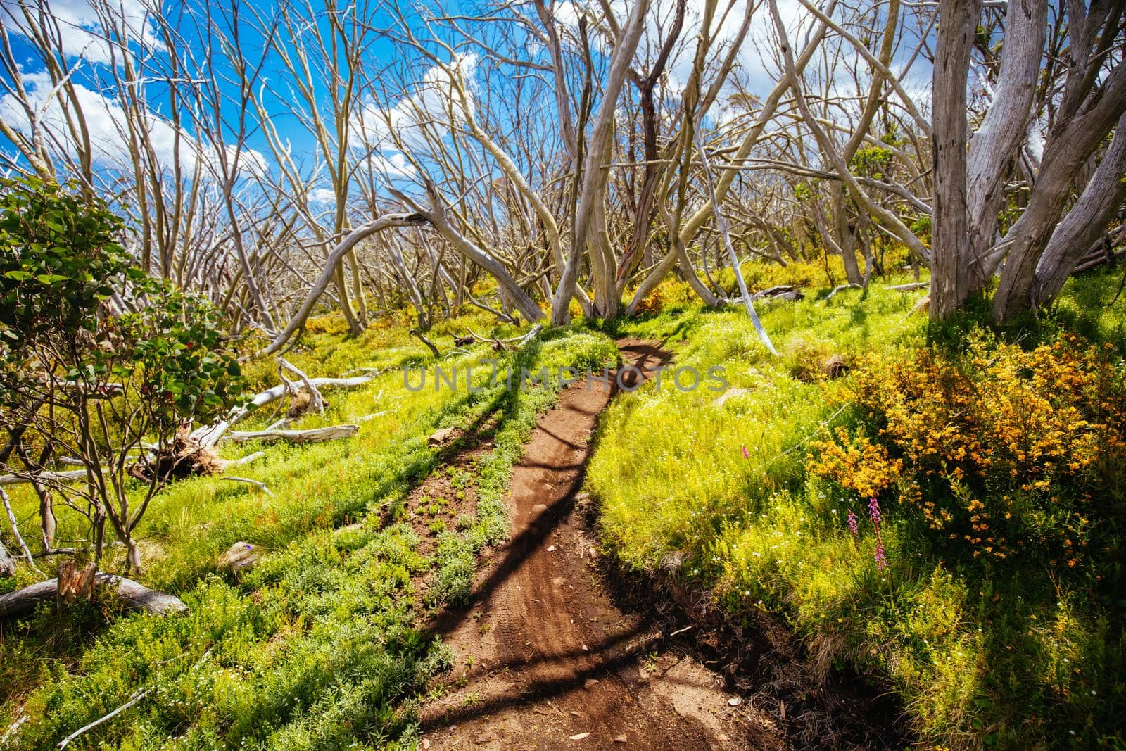 Misty Twist trail during summer at Mt Buller in Victoria, Australia