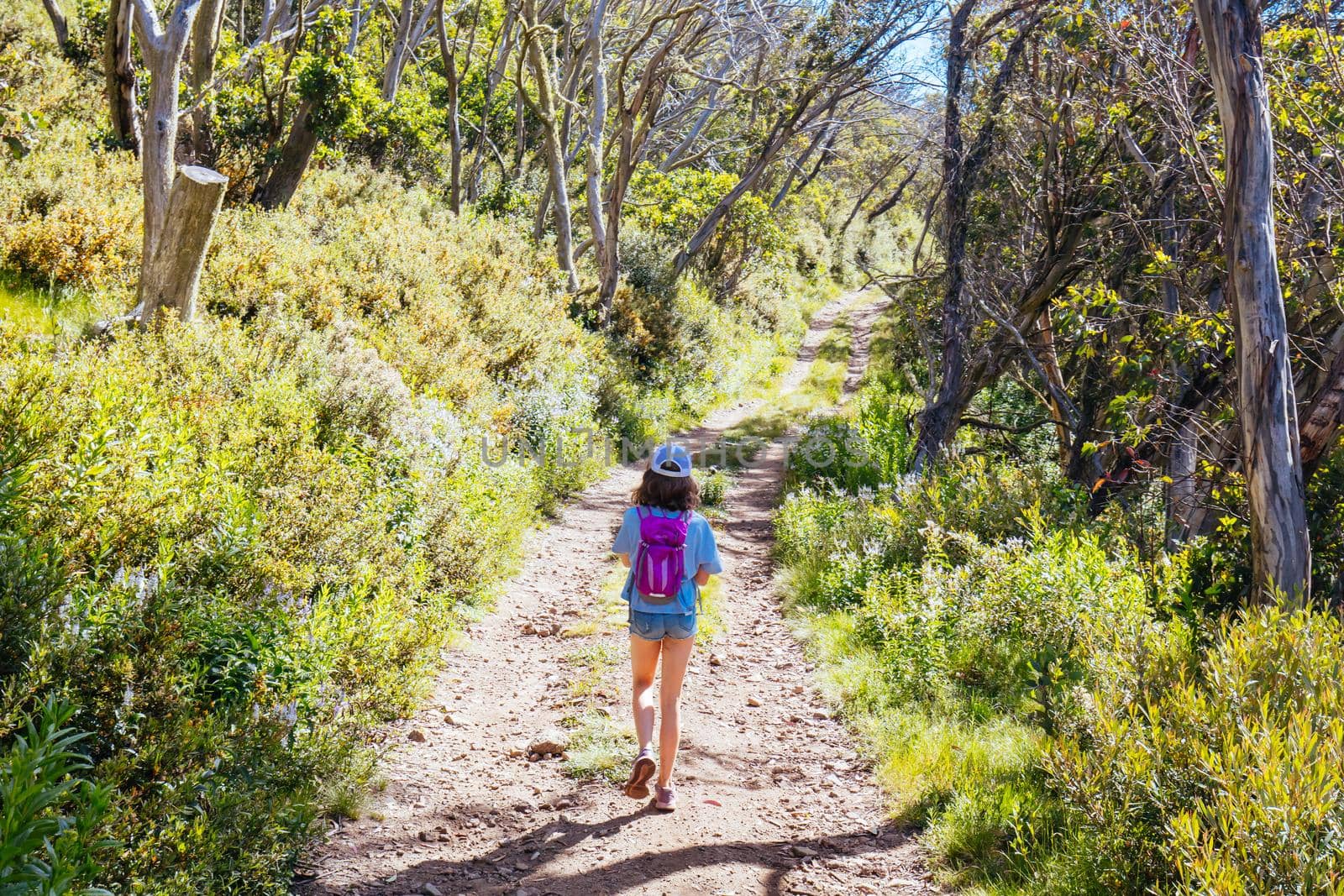 Mount Buller walking and biking trails during summer in Victoria, Australia
