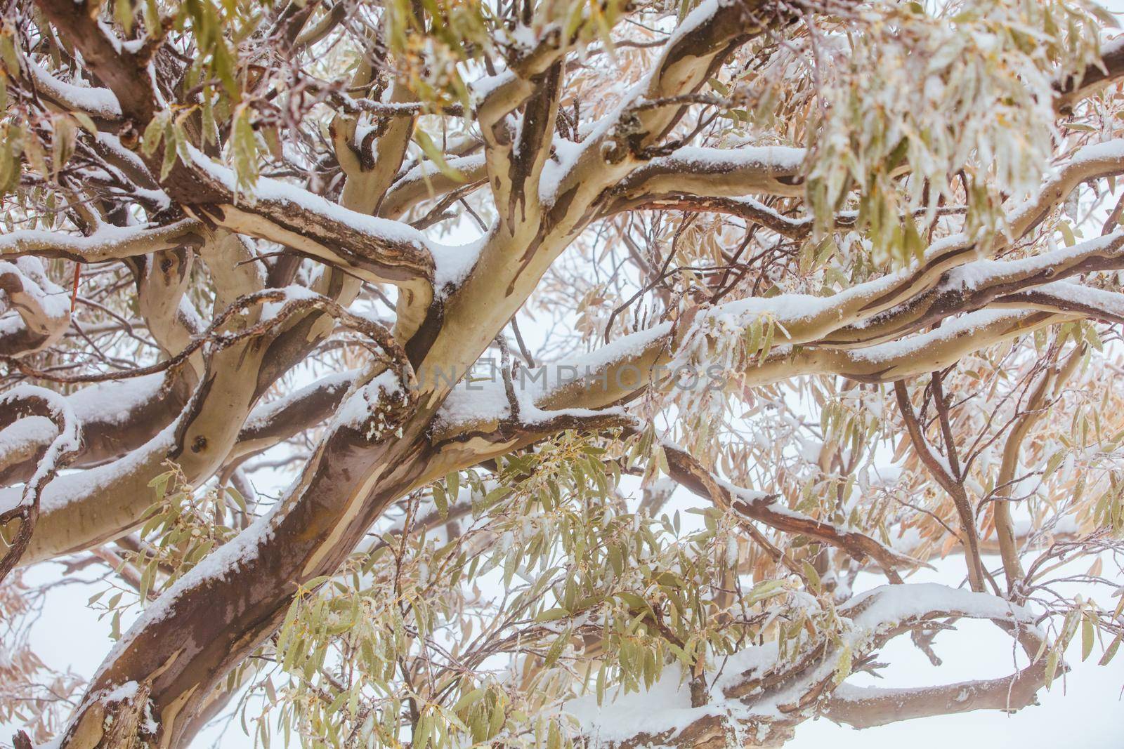 A rare summer snow storm blankets Mt Buller in the Victorian Alps, Australia.