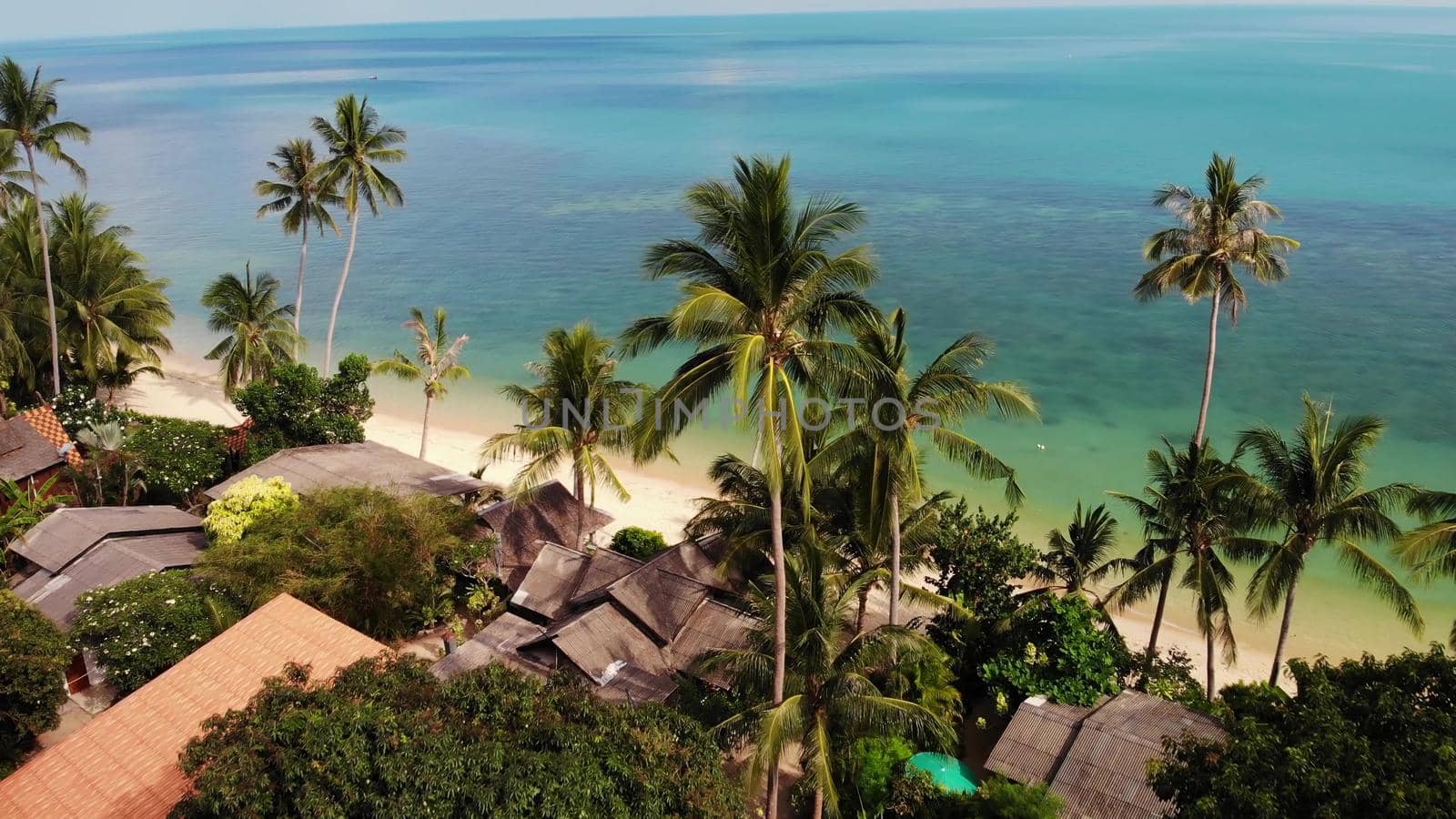 Palms on beach near blue sea. Drone view of tropical coconut palms growing on sandy shore of clean blue sea on resort.