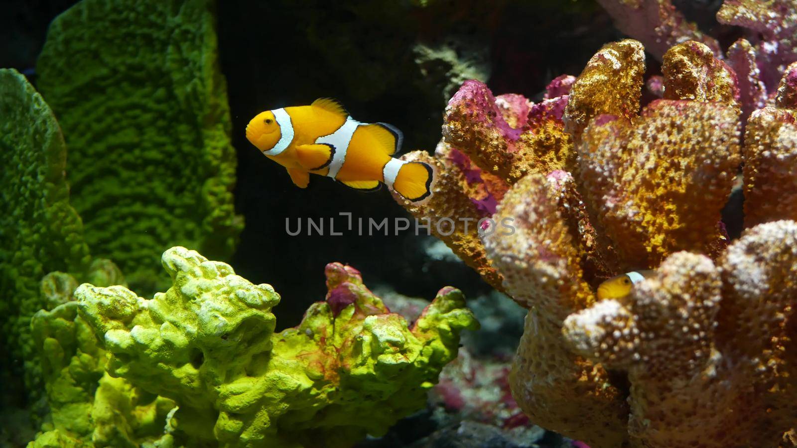 Clownfish near coral in aquarium. Small clownfish swimming near various majestic corals on black background in aquarium water. Marine underwater tropical life natural background by DogoraSun