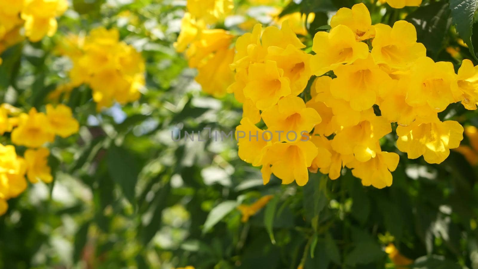 Beautiful yellow flowers in bunches on the branches of a bush. Natural floral background. Spring mood, sunny and bright contrast of colors, tropical exotic plants with green leaves from paradise