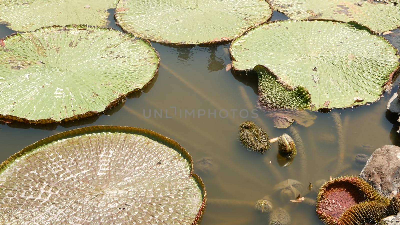 Floating water lilies in pond. From above of green leaves floating in tranquil water. symbol of buddhist religion on sunny day. Huge Lotus pads in calm pond floating on surface of muddy water. by DogoraSun