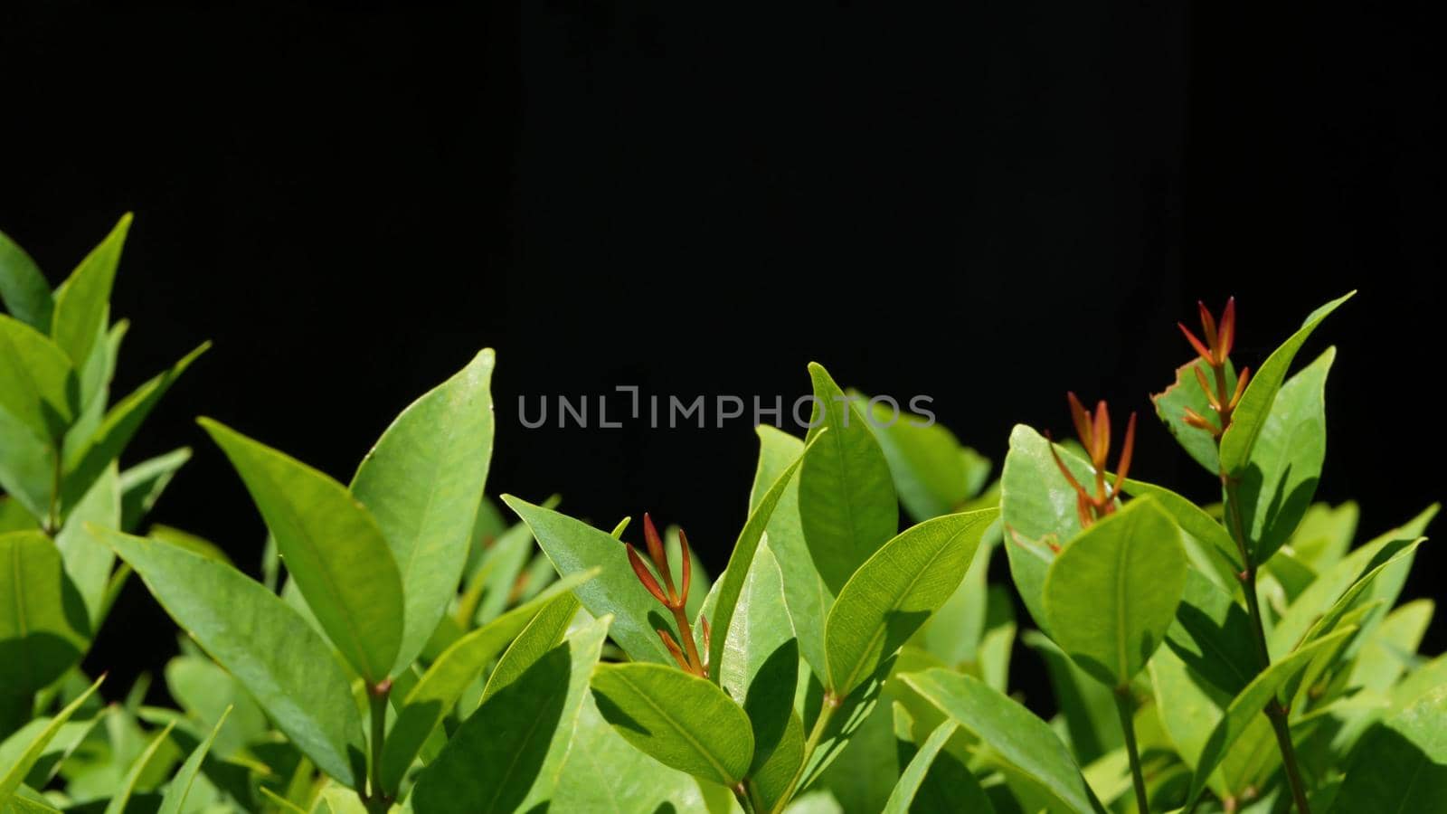 Green plant growing on plantation. Plant with green leaves growing on plantation against black background. by DogoraSun