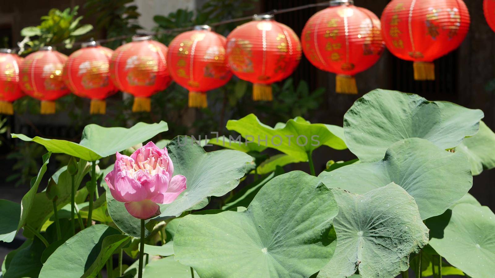 Red paper lanterns hanging in temple yard on sunny day between juicy greenery in oriental country. traditional chinese new year decoration. Pink lotus flower with green leaves as symbol of Buddhism. by DogoraSun