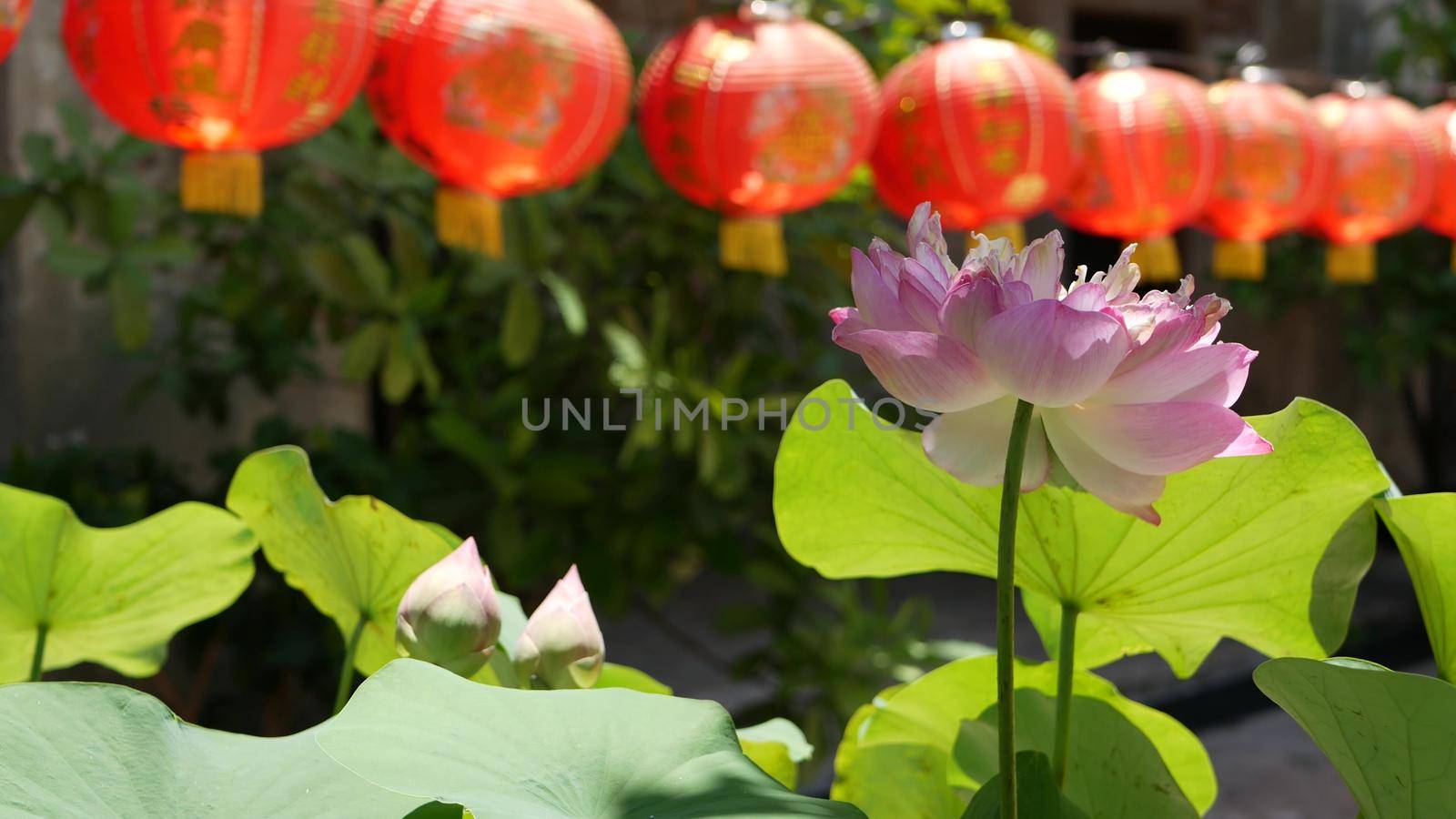 Red paper lanterns hanging in temple yard on sunny day between juicy greenery in oriental country. traditional chinese new year decoration. Pink lotus flower with green leaves as symbol of Buddhism