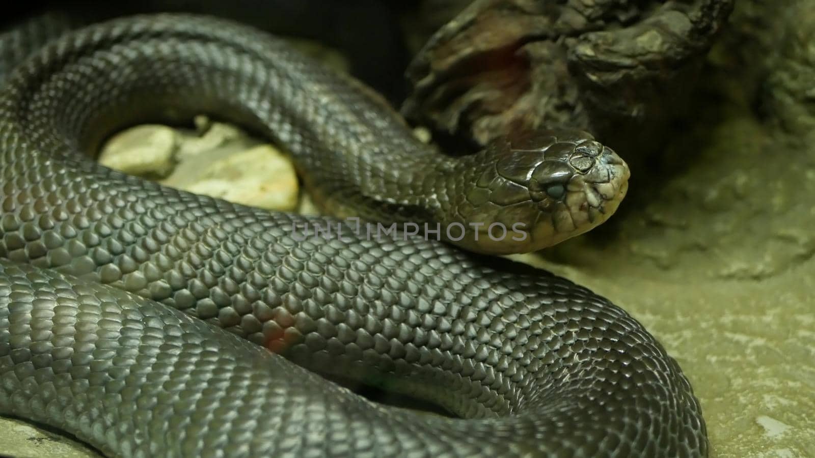 Majestic poisonous snake with dark skin. Beautiful Monocled king cobra with black skin on rock in terrarium cage by DogoraSun