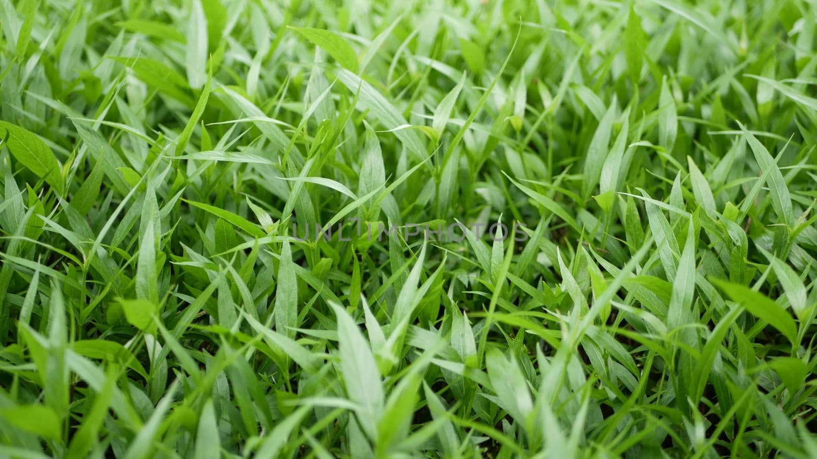 Detail leaves of green field. Field of small leaves of fresh green grass.
