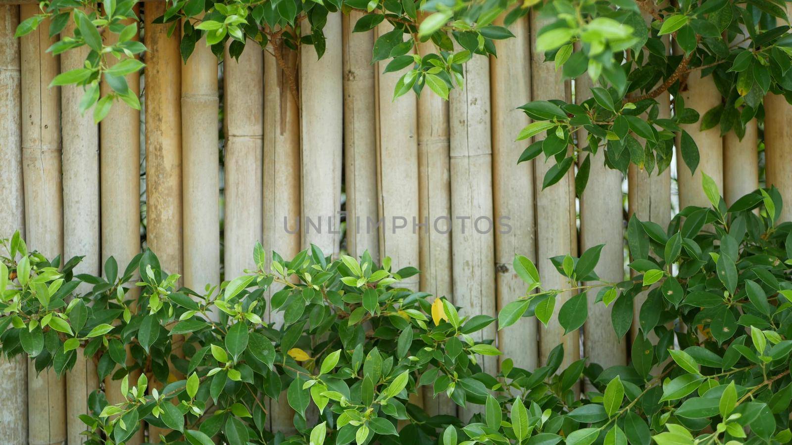 Bamboo fence surrounded by lush vegetation. Durable bamboo fence and bright green bushes in Thailand. Natural background. Juicy exotic tropical leaves texture backdrop with copyspace. by DogoraSun