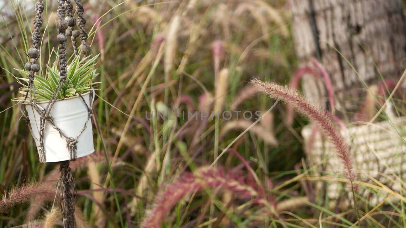 Plant in pot hanging among tall grass. Scenic view of garden part with flower in decorated retro pot hanging among high green grass. Spikelets in vintage yard. Modern stylish background with macrame