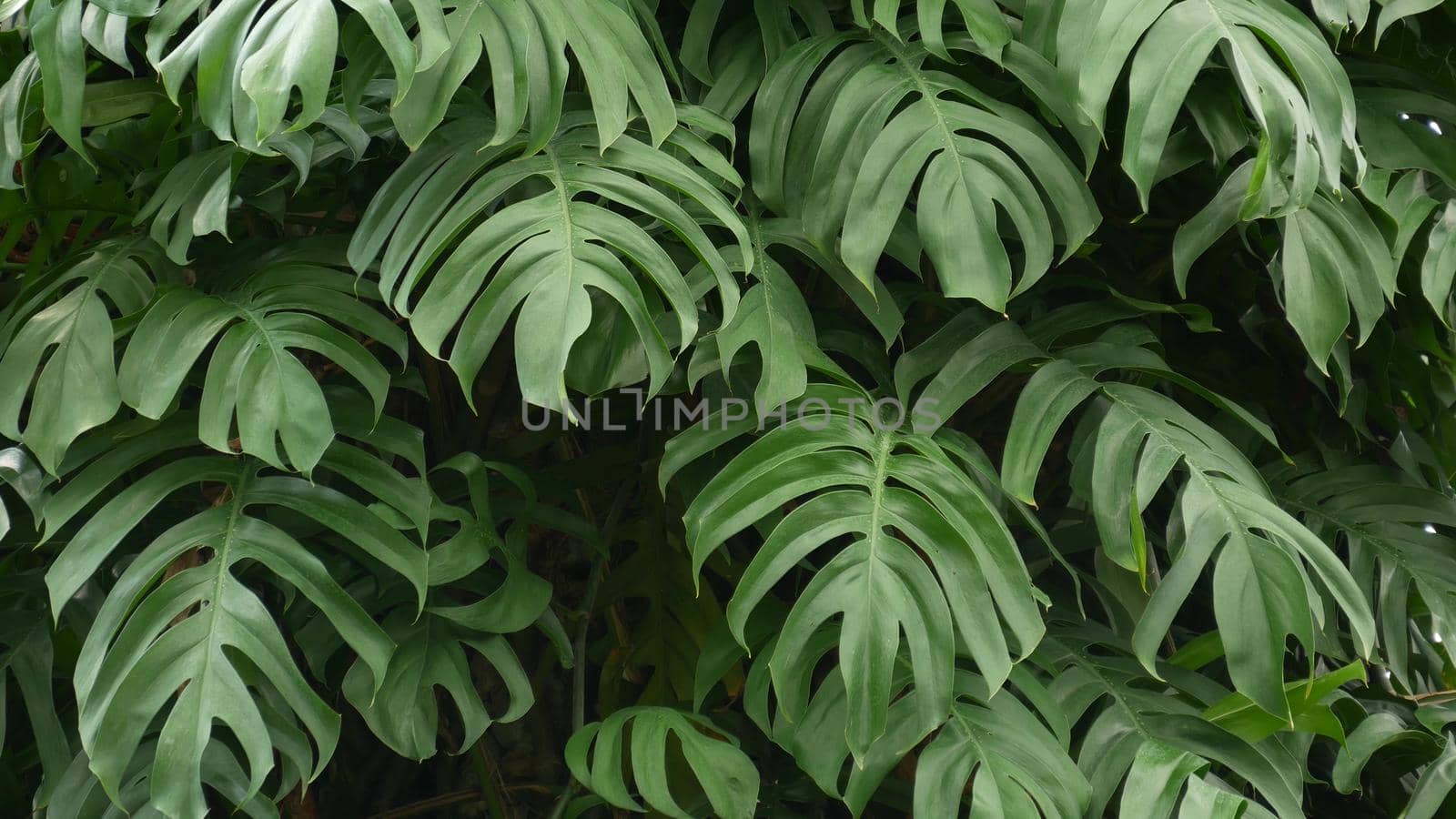 Juicy exotic tropical monstera leaves texture backdrop, copyspace. Lush foliage, greenery in paradise garden. Abstract natural dark green jungle vegetation background pattern, wild summer rain forest. by DogoraSun