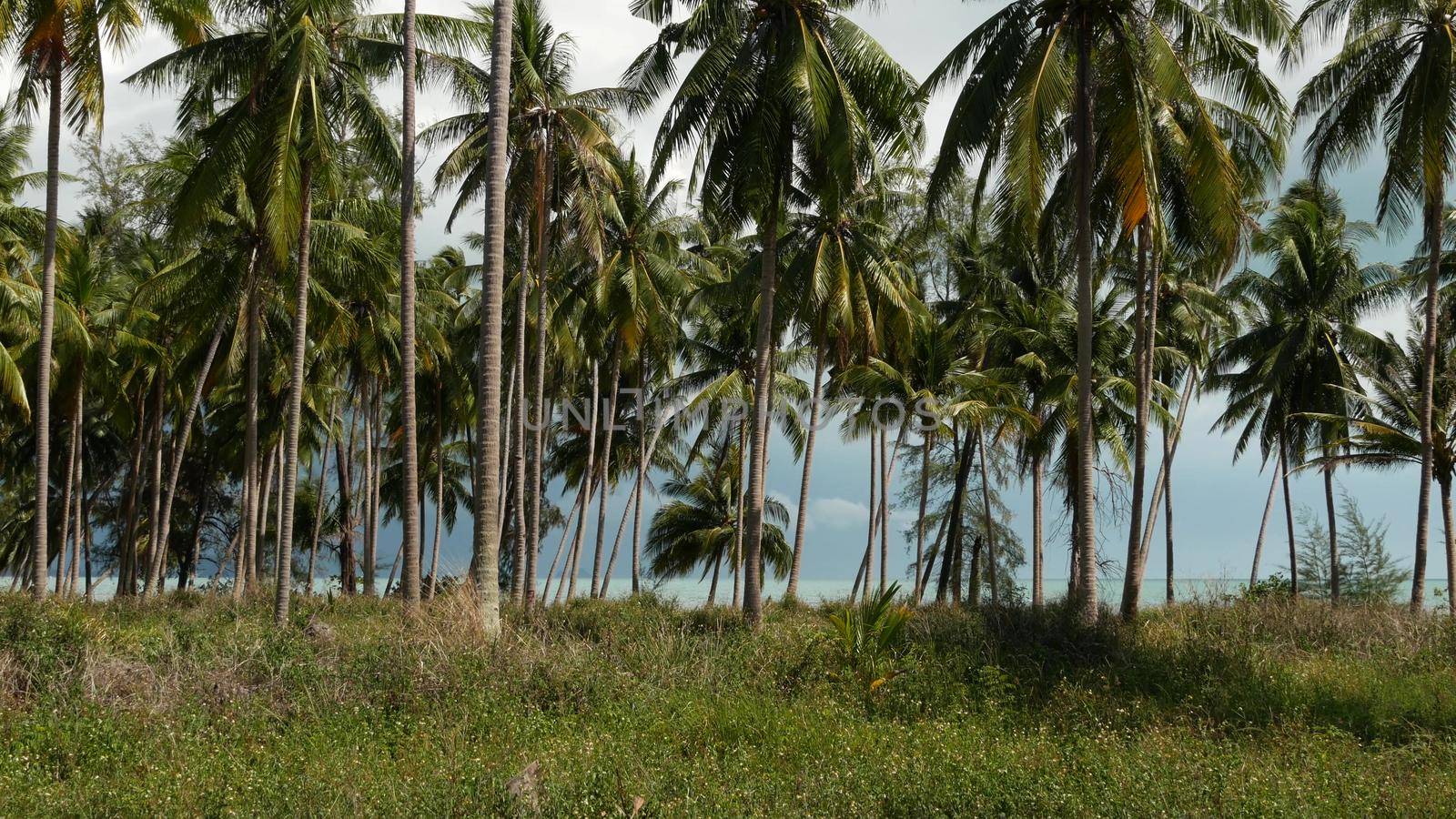 Palm trees on seashore. Coconut palm trees and green grass on beach in Thailand on sunny day. Plantation in tropical paradise exotic country. Ecosystem disturbance and deforestation